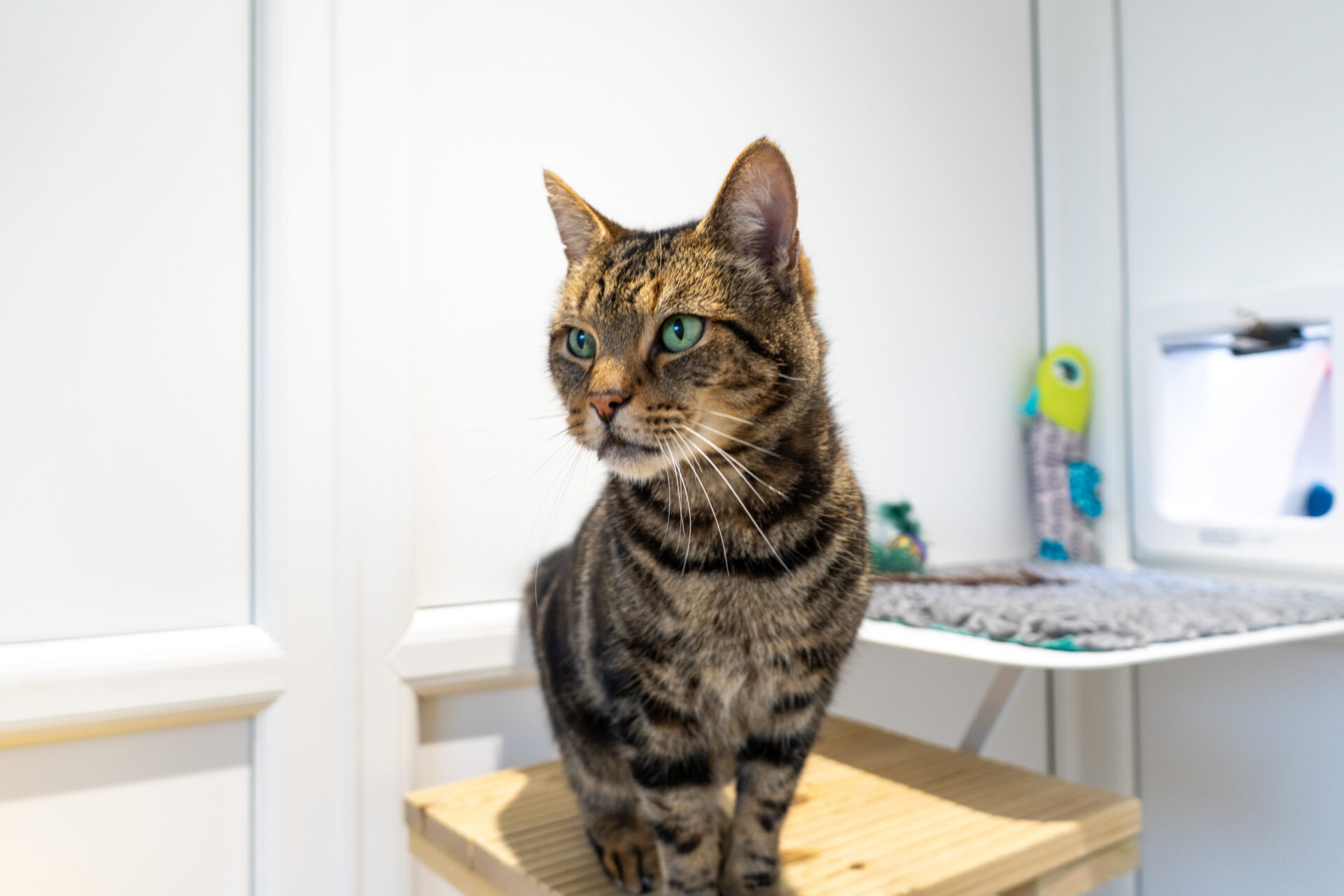 A brown tabby cat with green eyes sits on a wooden platform in a bright, modern room with white walls, a cat flap, and some toys in the background.