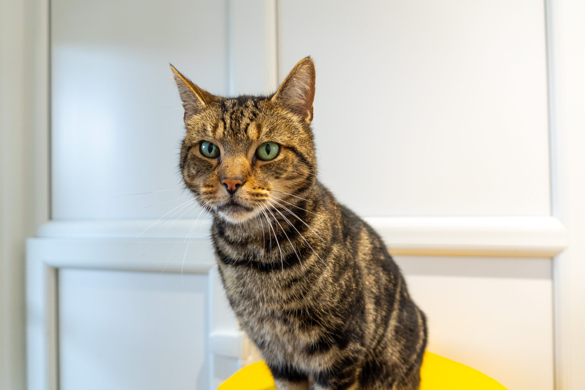 A tabby cat with green eyes sits on a yellow chair, looking directly at the camera. The background is softly lit with white panelling.