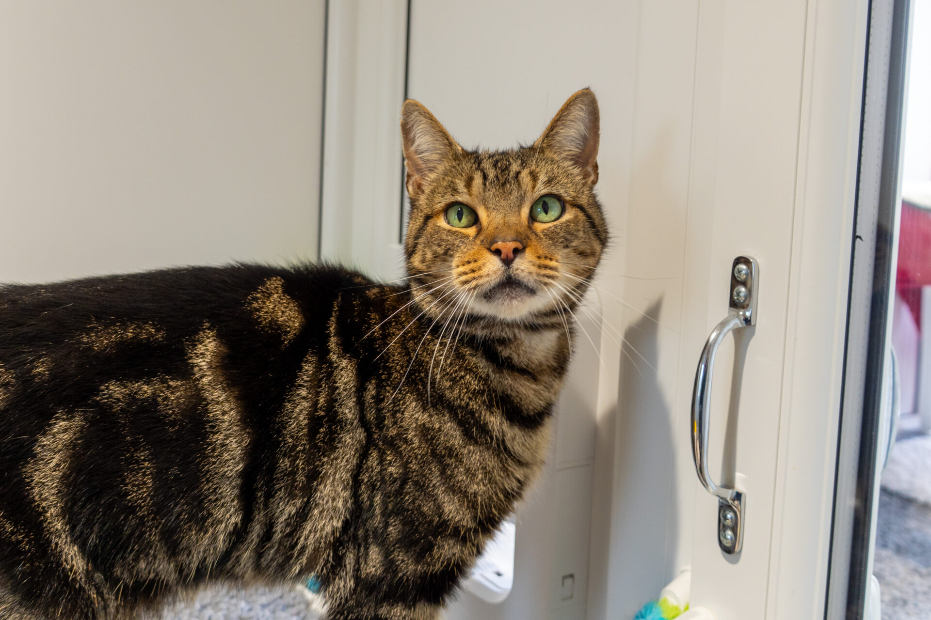 A tabby cat with green eyes stands by a glass door, looking up with alert ears. Sunlight shines on its striped fur, and part of a cosy indoor space is visible in the background.