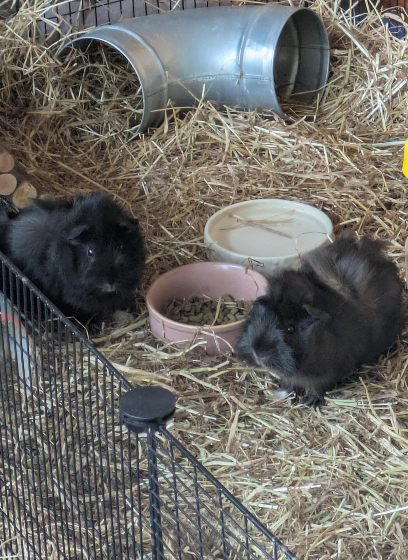 Two fluffy black guinea pigs sit on straw inside a cage. Nearby are a pink food bowl, a white water dish, and a metal tunnel. The enclosure is filled with hay and a black wire fence is in front.
