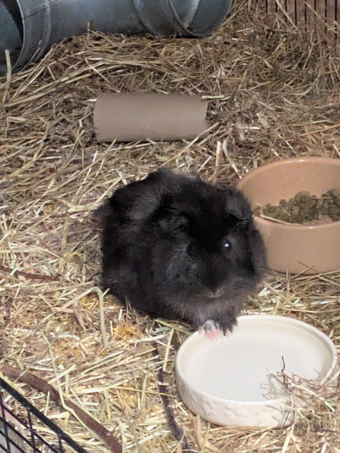 A fluffy black guinea pig with a white paw rests its foot on a white dish in a hay-filled enclosure, near a bowl of pellets and a cardboard tube.