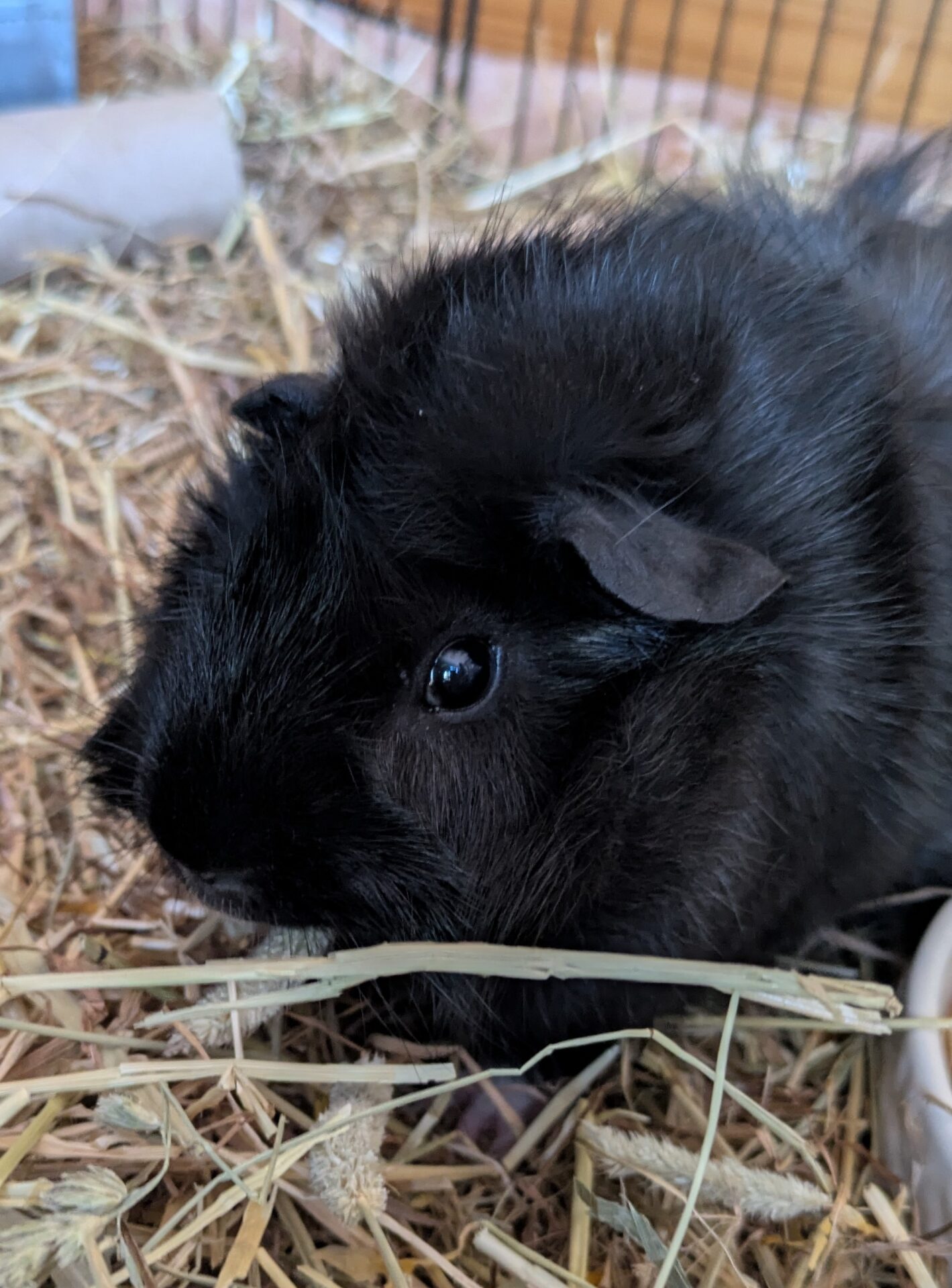 A close-up of a black guinea pig sitting on straw bedding inside a cage, with its shiny eye and fluffy fur clearly visible.