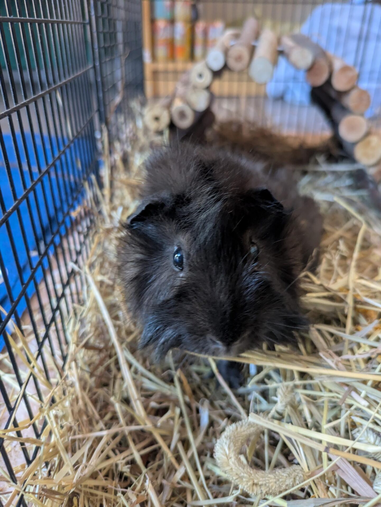 A fluffy black guinea pig sits on straw inside a cage, looking towards the camera. There is a wooden tunnel in the background.