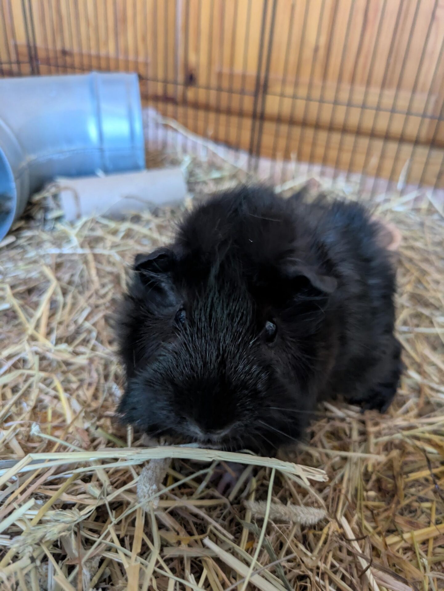 A fluffy black guinea pig sits on straw bedding inside a cage, looking towards the camera. A plastic tunnel and cardboard tube are visible in the background.