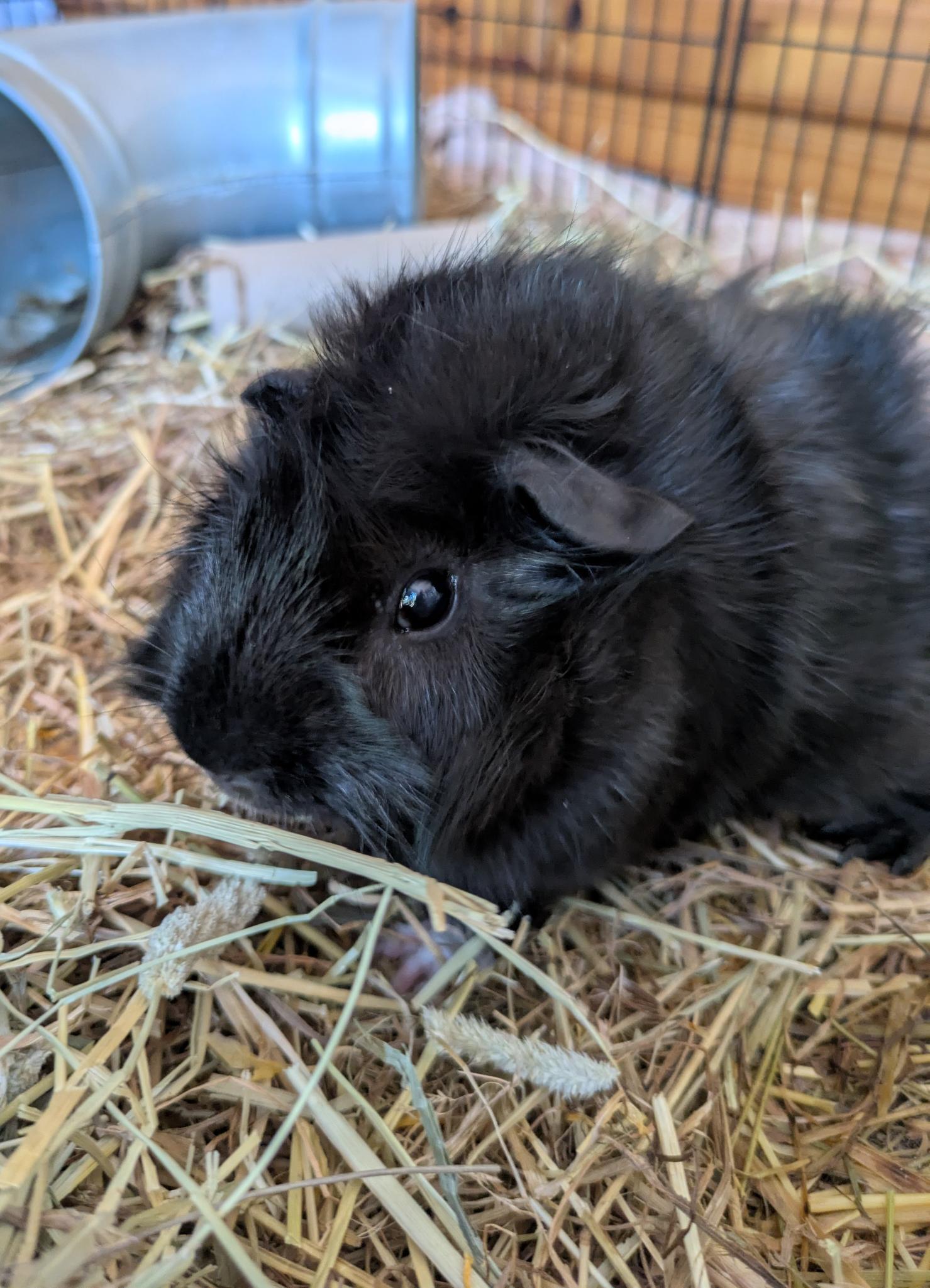 A fluffy black guinea pig sits on a bed of straw inside a cage, with a metal tunnel in the background.