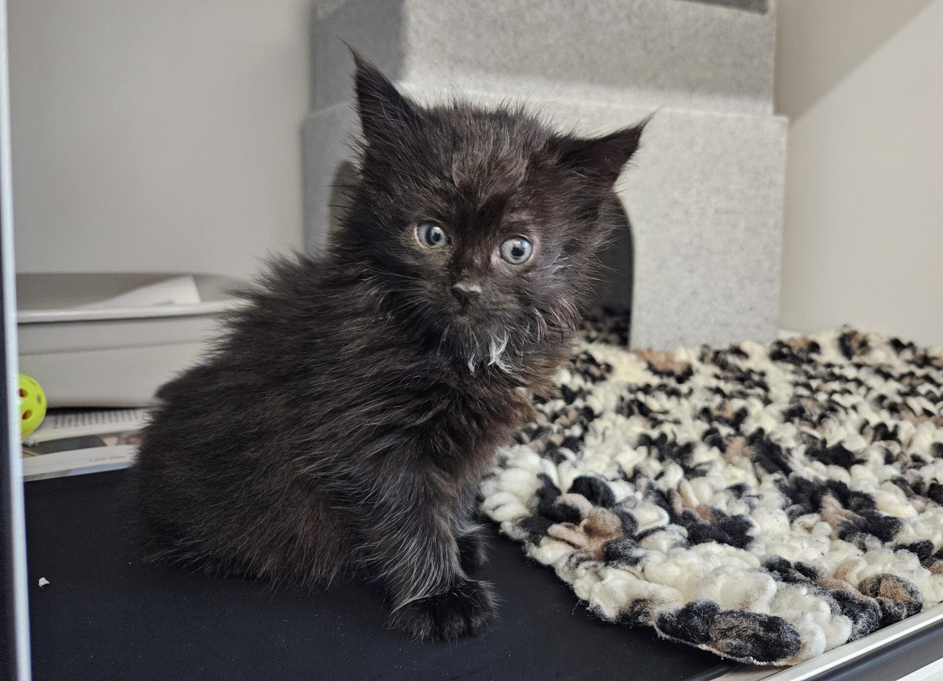 A fluffy black kitten with blue eyes sits on a black surface near a textured rug and a grey cat house, looking curiously at the camera.