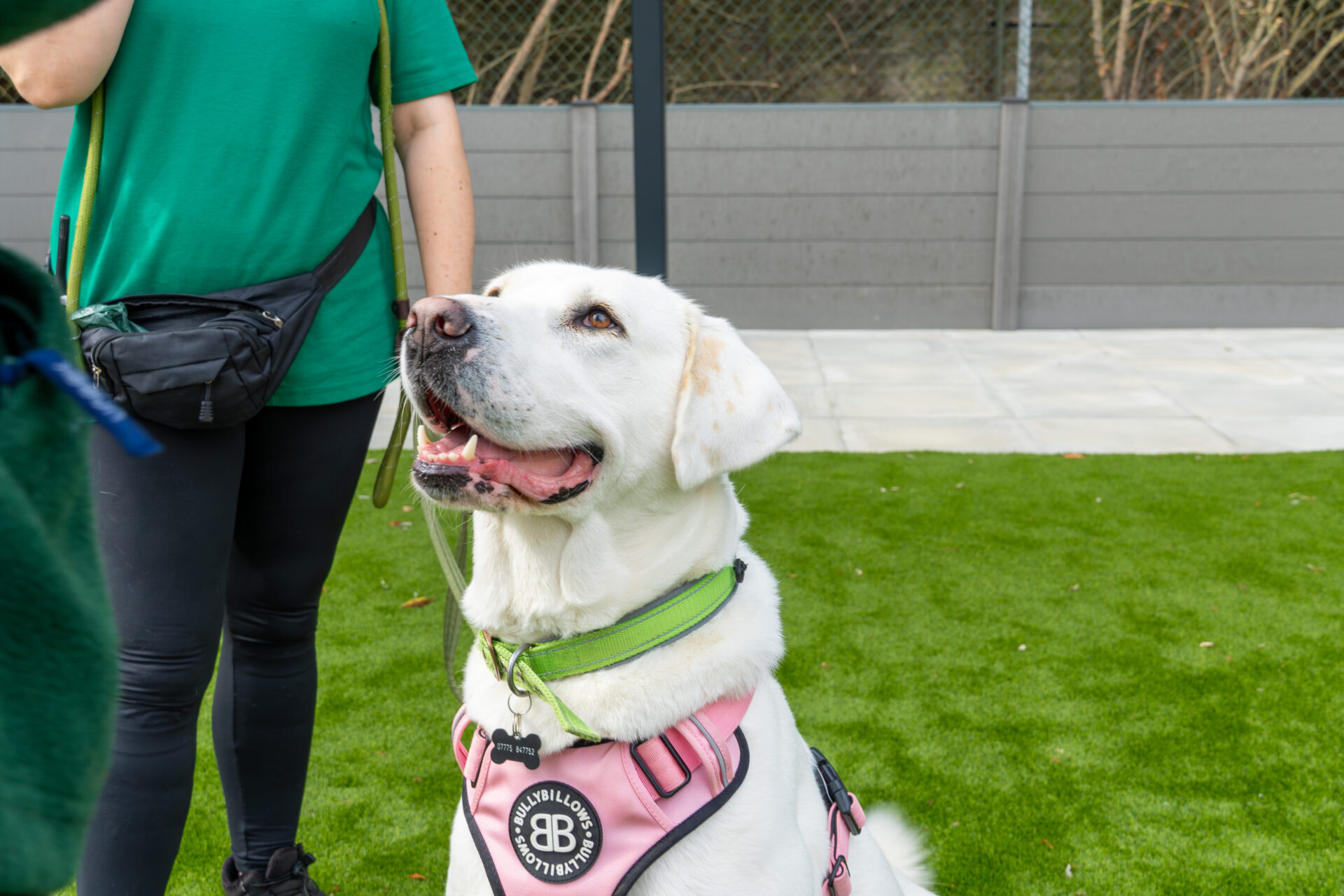 A crossbreed dog named Mavis, a white Labrador wearing a pink harness, sits on the grass looking up. A person in a green shirt stands nearby, holding her lead. There is a grey fence and trees in the background.