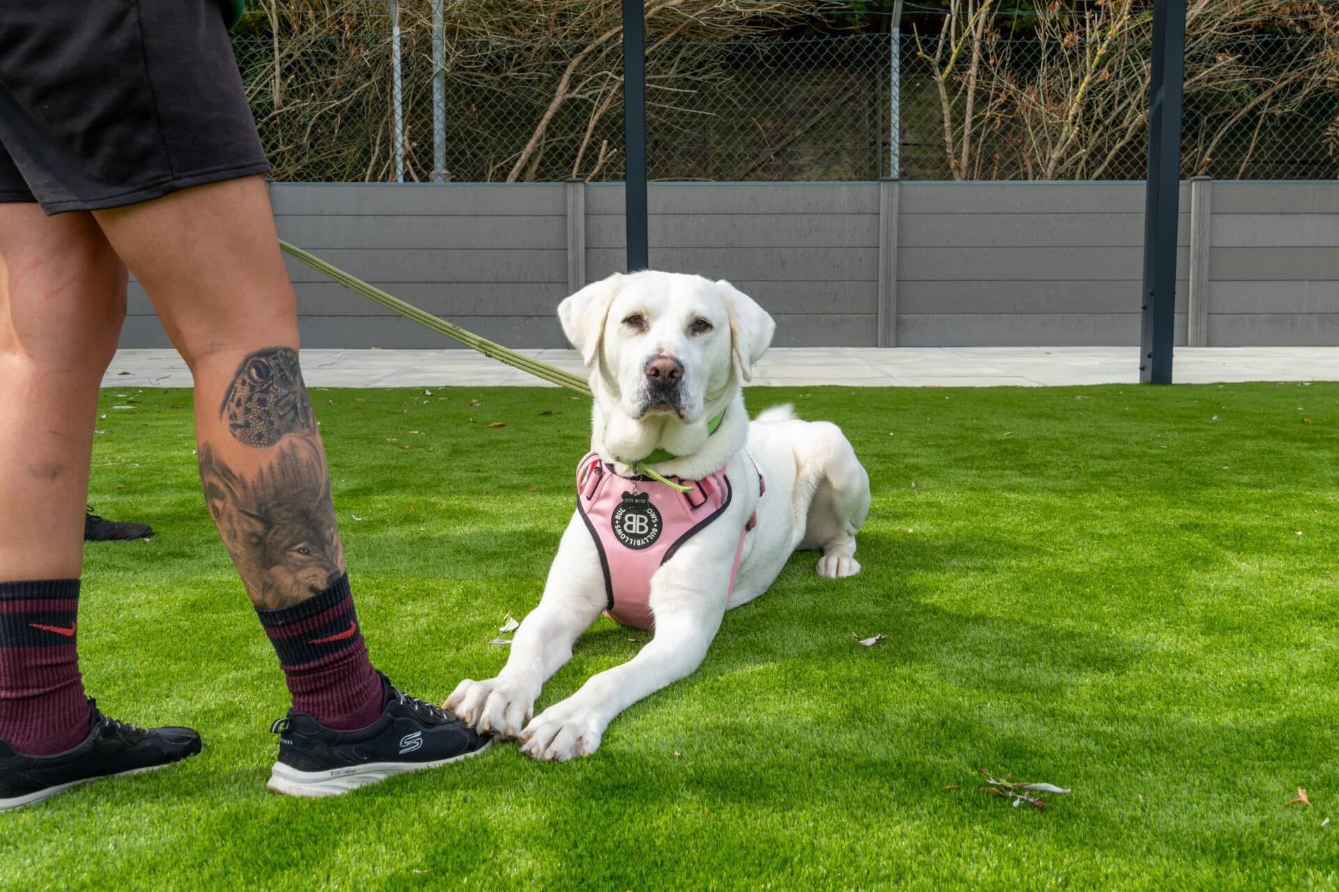 A white crossbreed dog named Mavis, wearing a pink harness, lies on green grass looking forward, while on a lead held by a person with a lion tattoo on their leg.