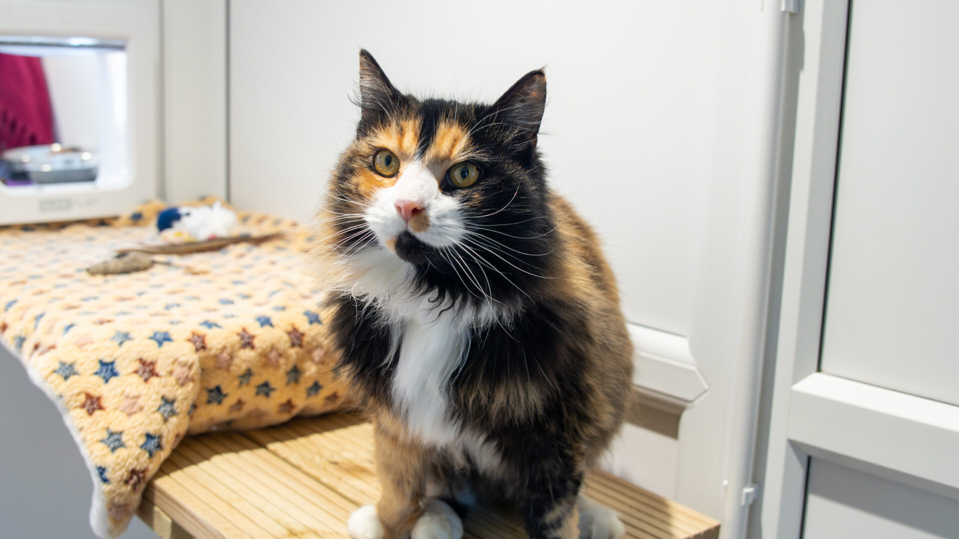 A fluffy calico cat with white, orange, and black fur sits on a wooden surface, looking at the camera. A soft blanket with star patterns and cat toys are in the background.