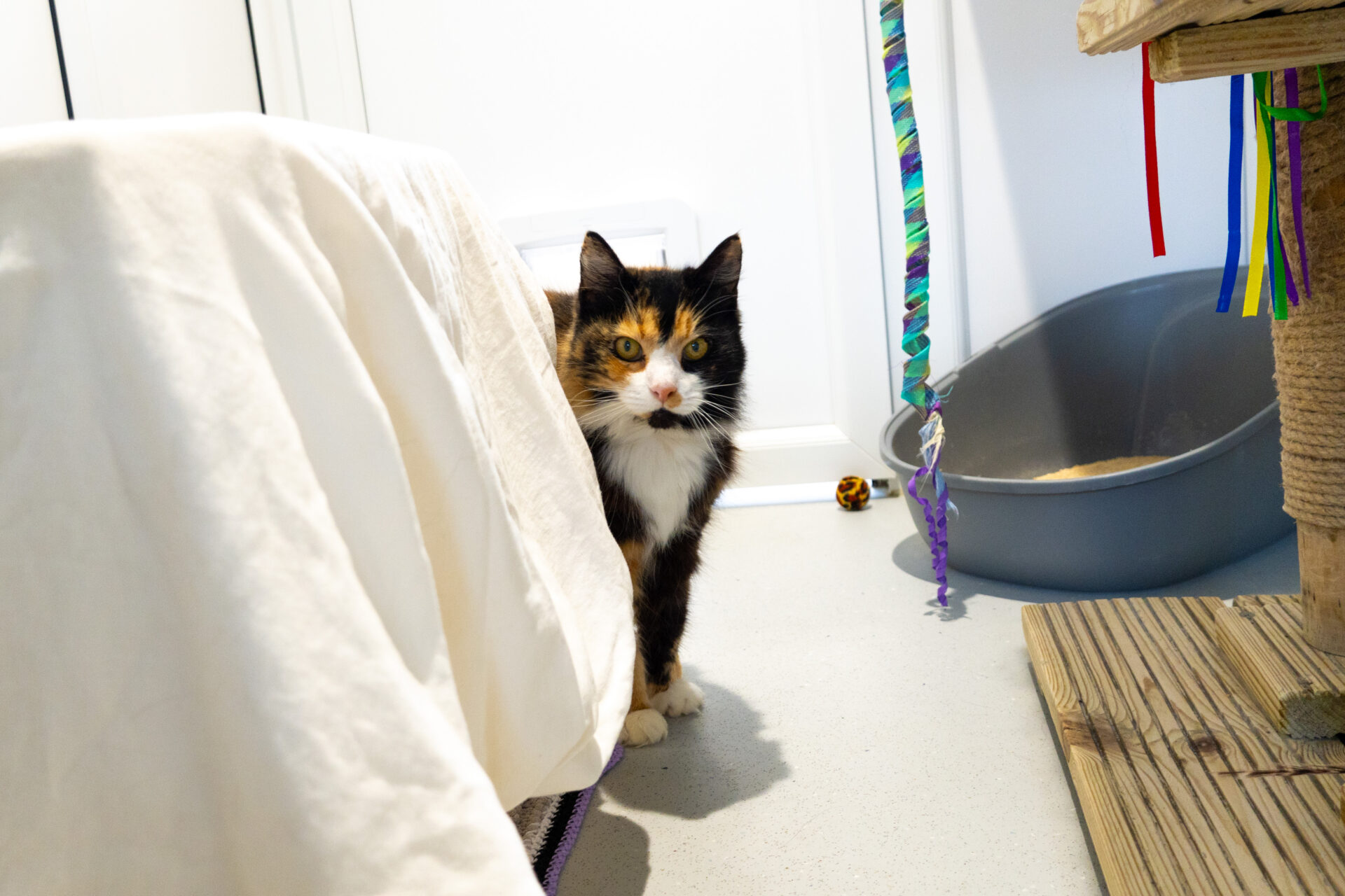 A tortoiseshell cat peeks out from behind a white sheet in a room with a litter tray, cat toys, and a scratching post with colourful ribbons.