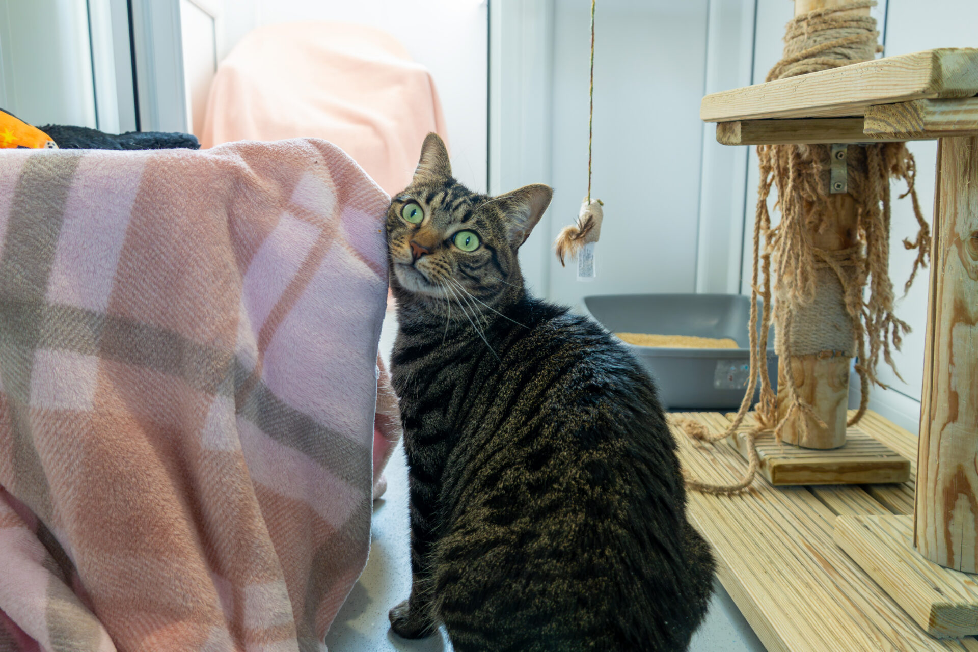 A tabby cat sits in front of a draped pink and white checked blanket, looking up at a dangling toy.