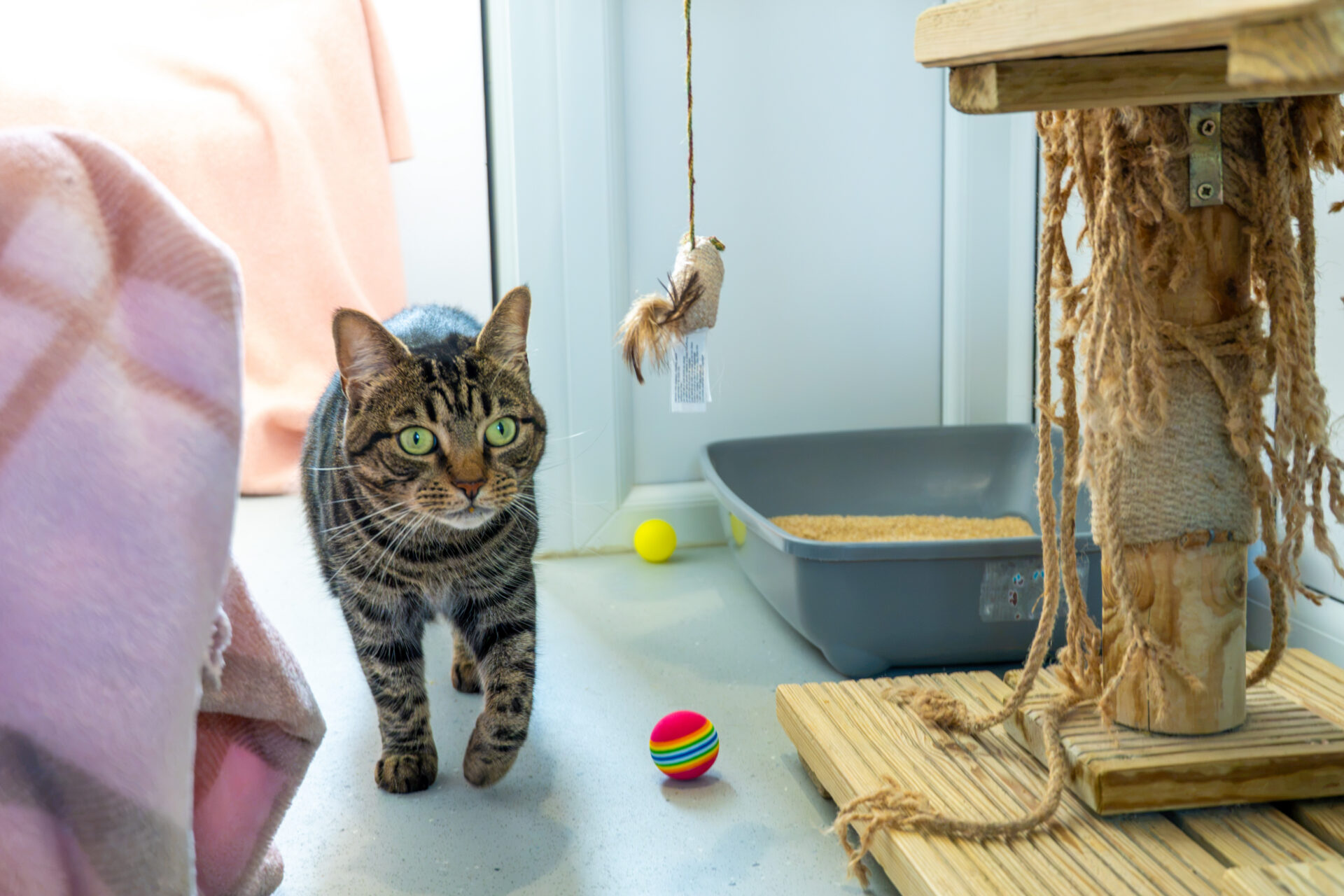 A tabby cat walks across a room towards a hanging toy, with a cat tree and litter tray nearby.