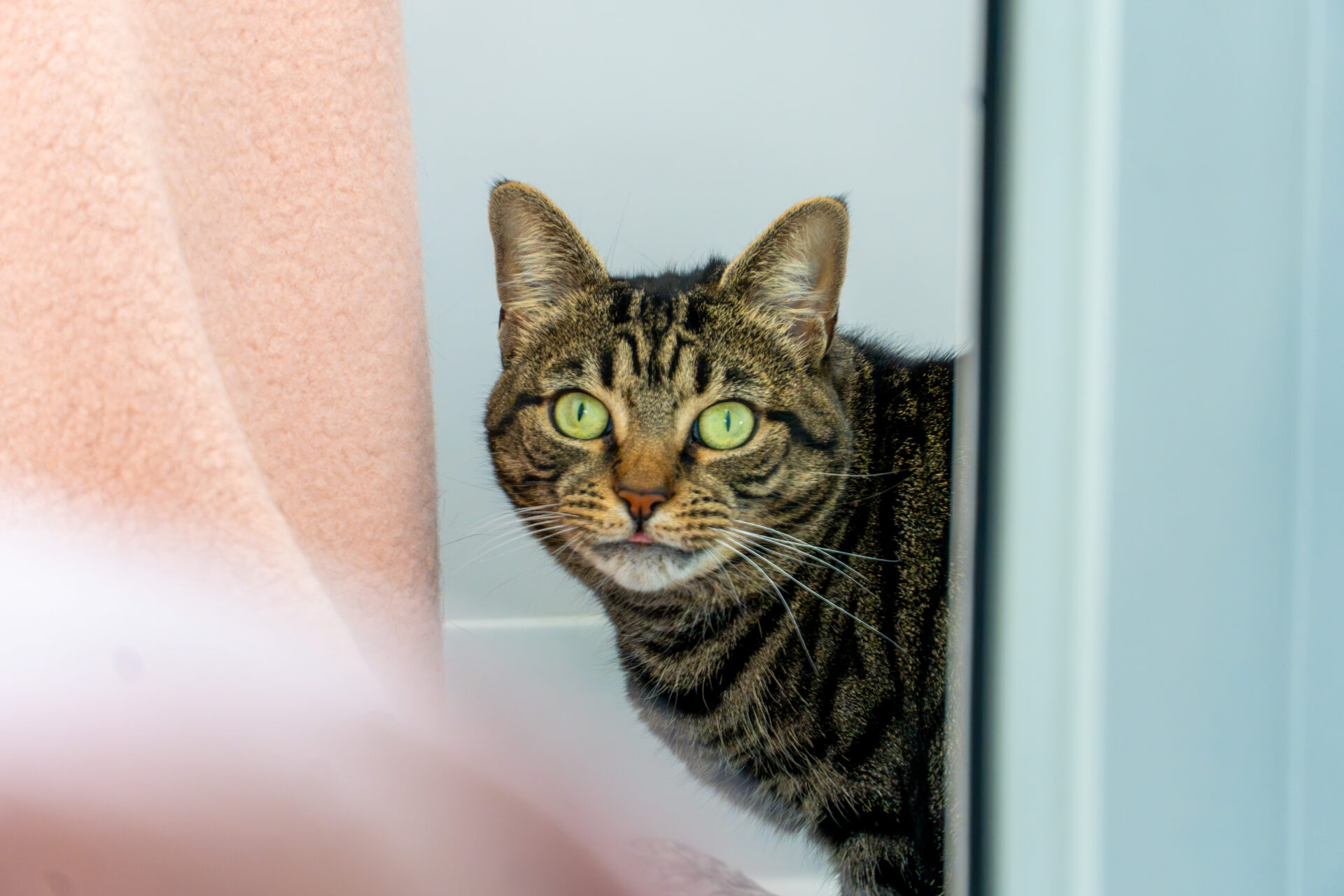A brown tabby cat with green eyes peering round a doorway, showing a small piece of its tongue.