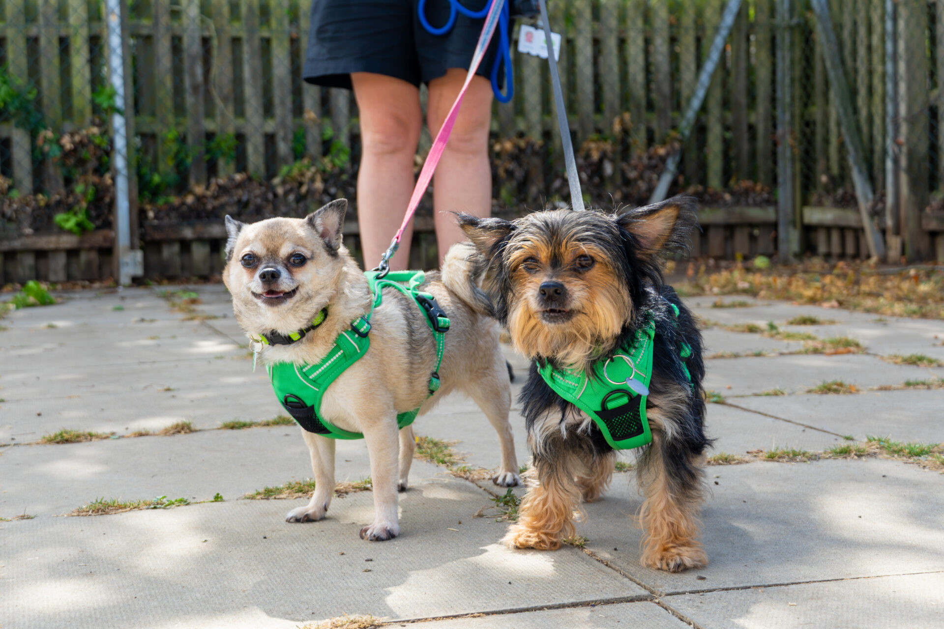 Two small dogs wearing green harnesses stand on a paved area, on leads and looking at the camera. A person holding the leads is partially visible in the background.