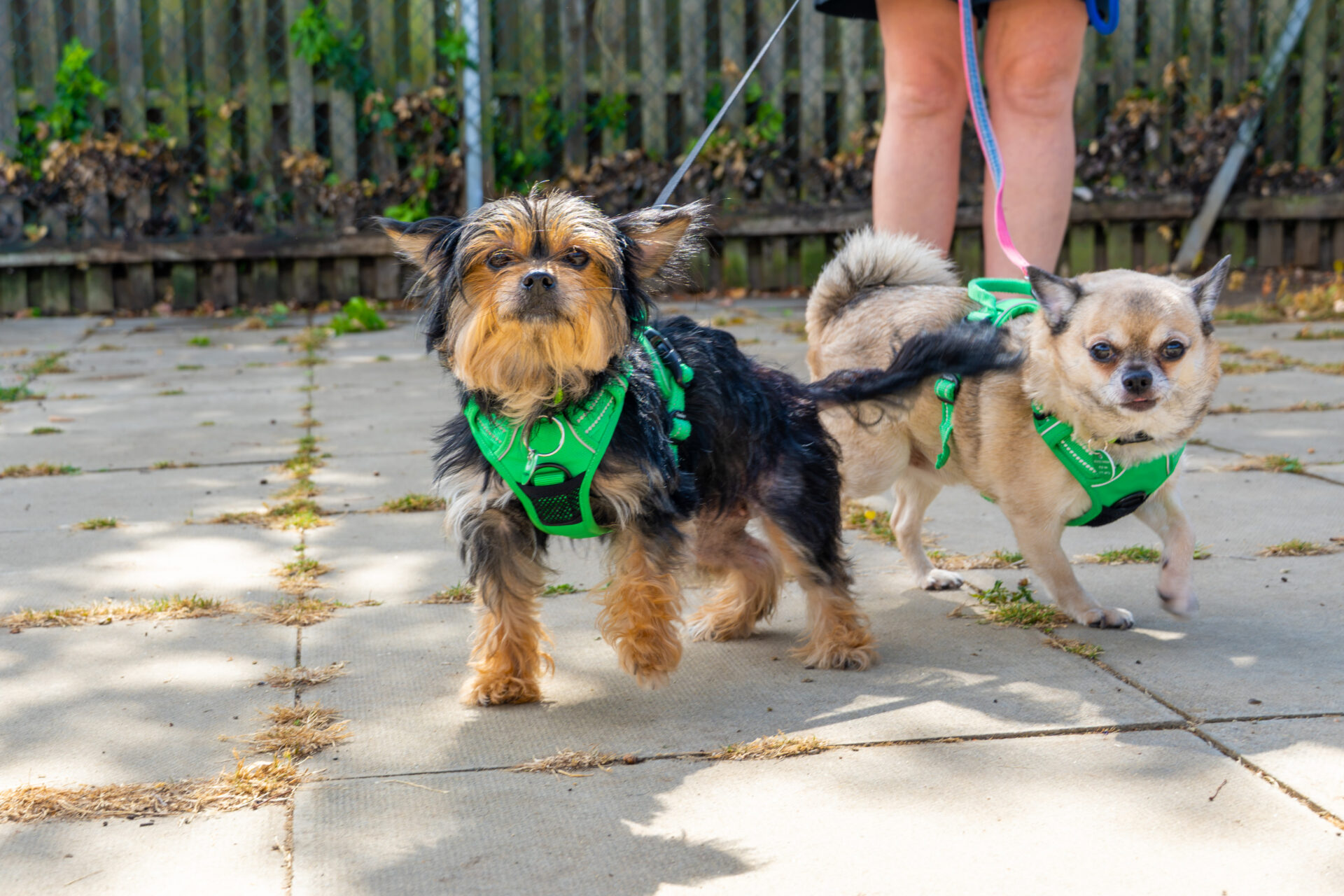 Two small dogs in green harnesses stand on a paved area outdoors, leashed and looking at the camera, with a person's legs visible behind them and a wooden fence in the background.