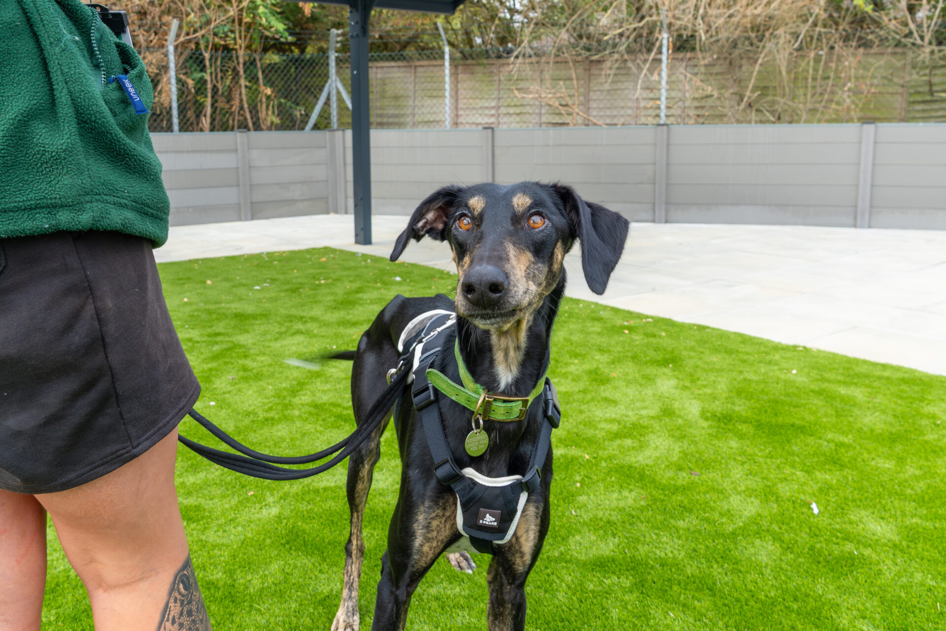 A black and brown dog on a lead stands on green artificial grass, looking at the camera. The person holding the lead is partially visible on the left. A grey fence and trees are in the background.