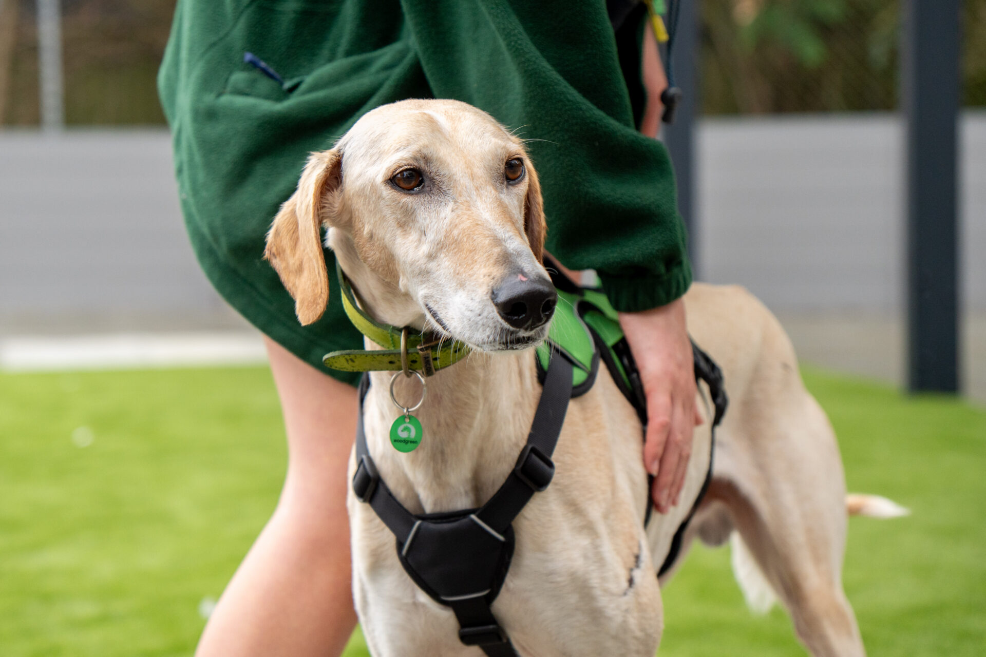 A tan dog wearing a harness stands on green grass while a person in a green jacket gently holds its side. The dog looks alert and slightly to the left.