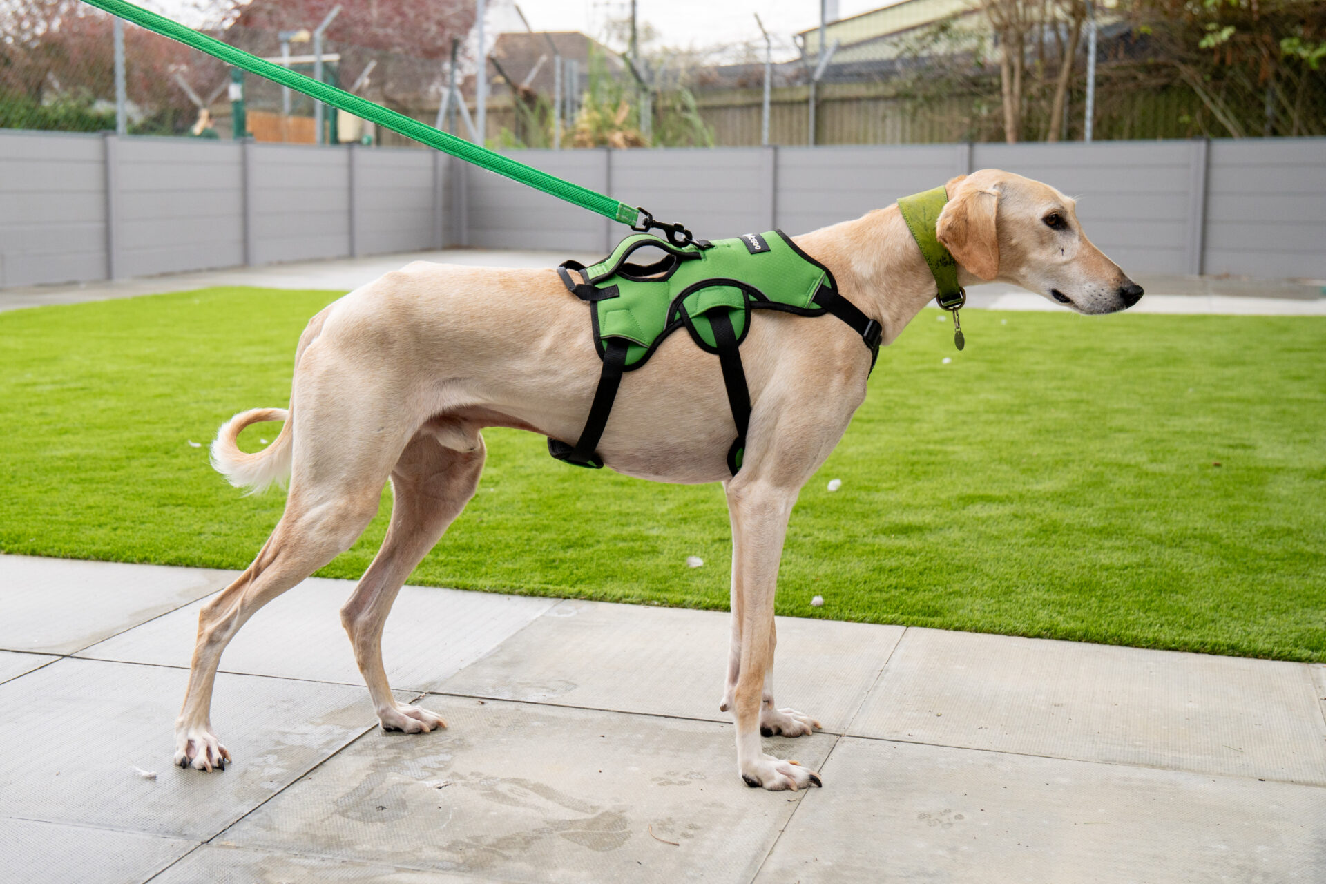 A slender tan lurcher wearing a green harness and lead stands on a patio next to artificial grass, with a fenced garden and trees in the background.