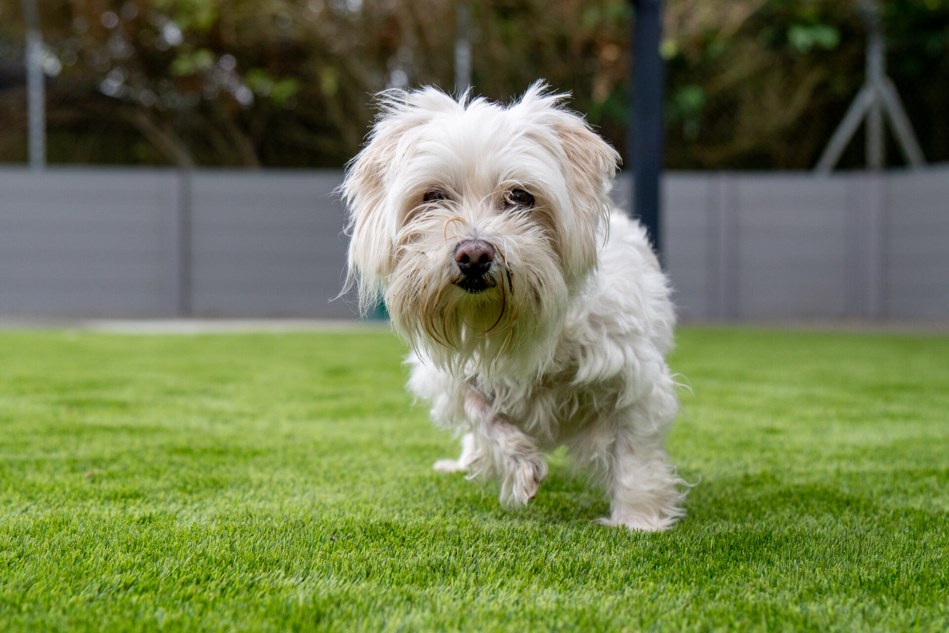 A small, fluffy white Maltese terrier with long fur walks on green grass in a fenced garden, looking directly at the camera.