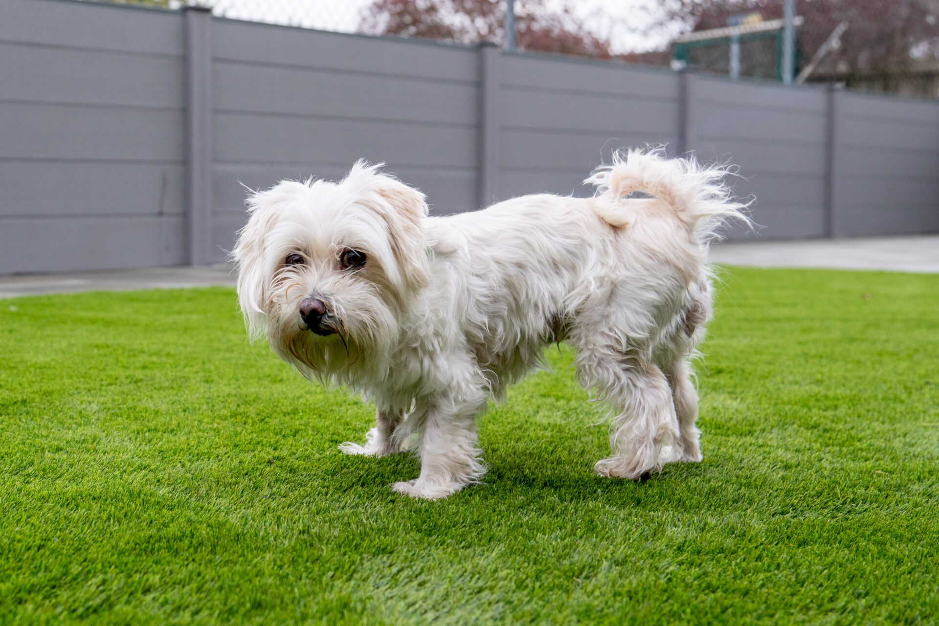 A small, fluffy white dog stands on green grass in a fenced garden, looking towards the camera with a slightly curious expression.