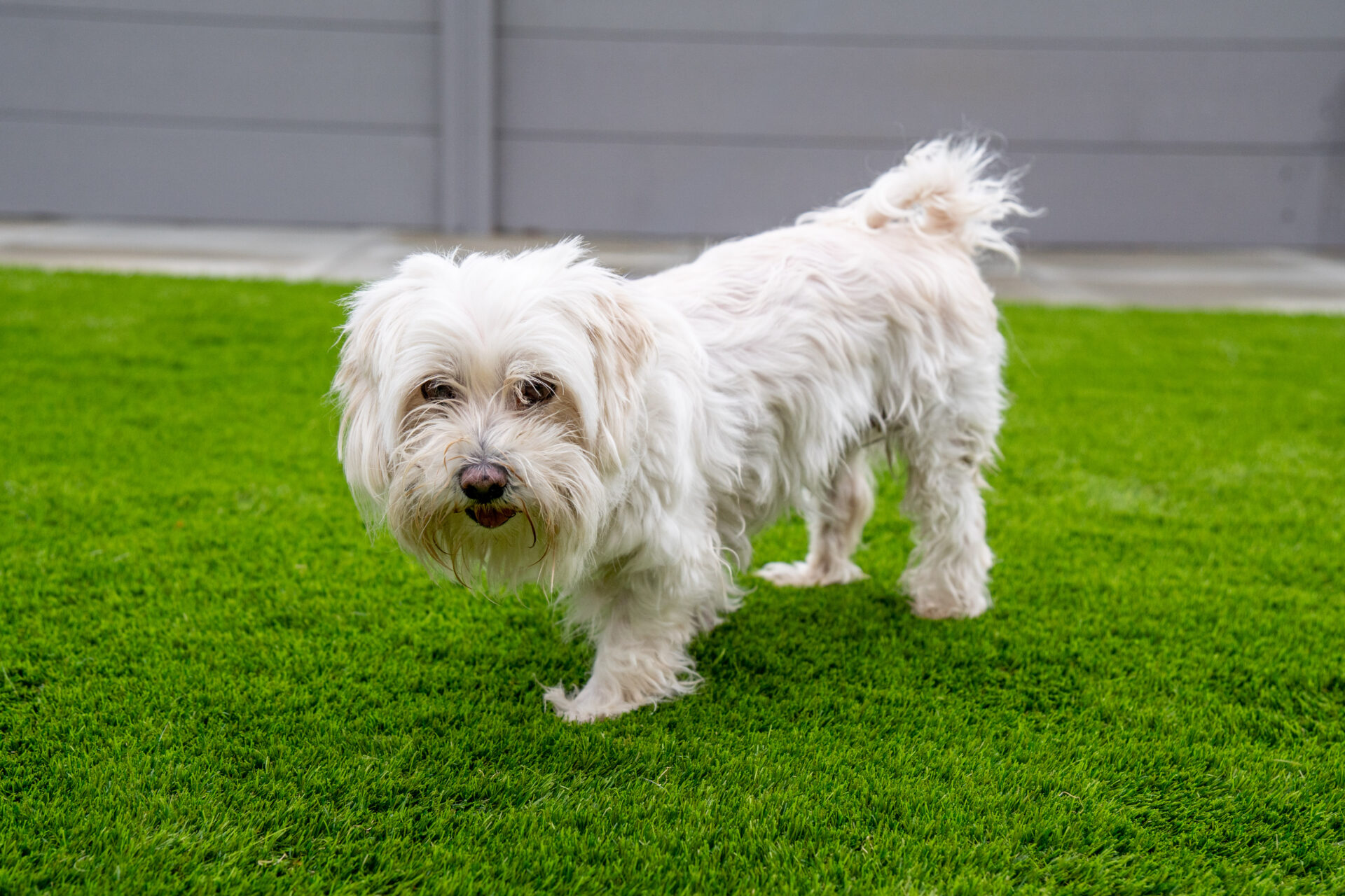A small, fluffy white dog stands on green grass in a back garden, looking towards the camera. There is a grey fence and stone path in the background.