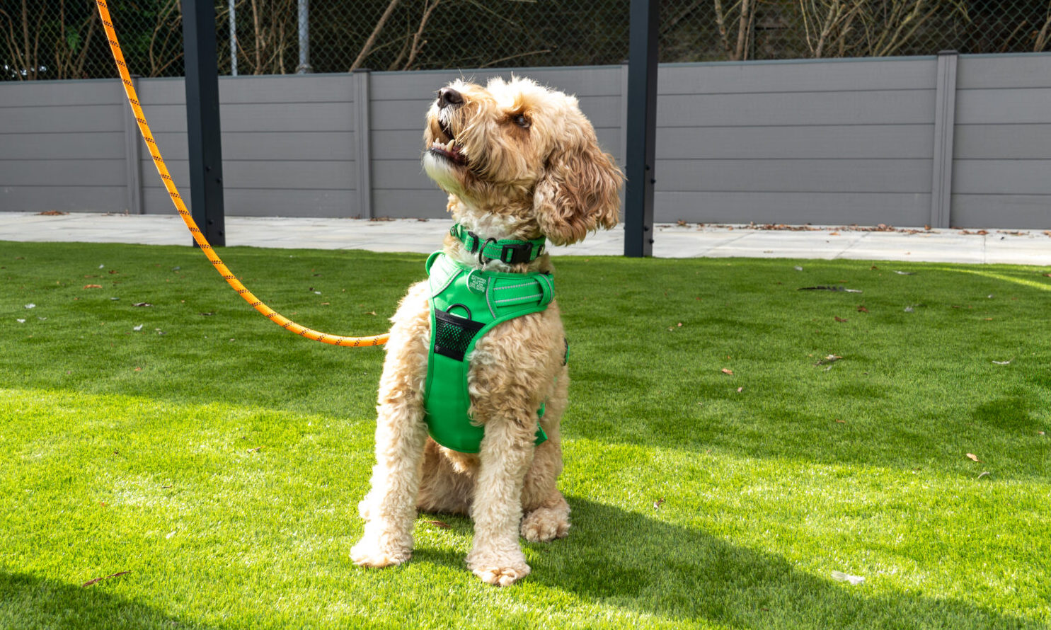 A small, curly-haired dog wearing a green harness sits on grass, looking up at a person holding its orange lead. Only the person's legs and shoes are visible.