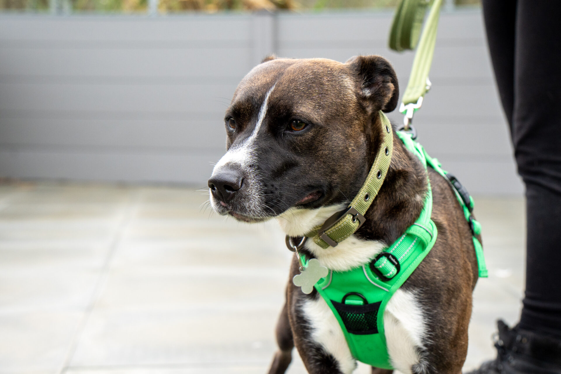 A brown and white Staffordshire Bull Terrier cross wearing a green harness stands on a paved surface, attached to a lead. Part of a person’s leg is visible next to the dog.