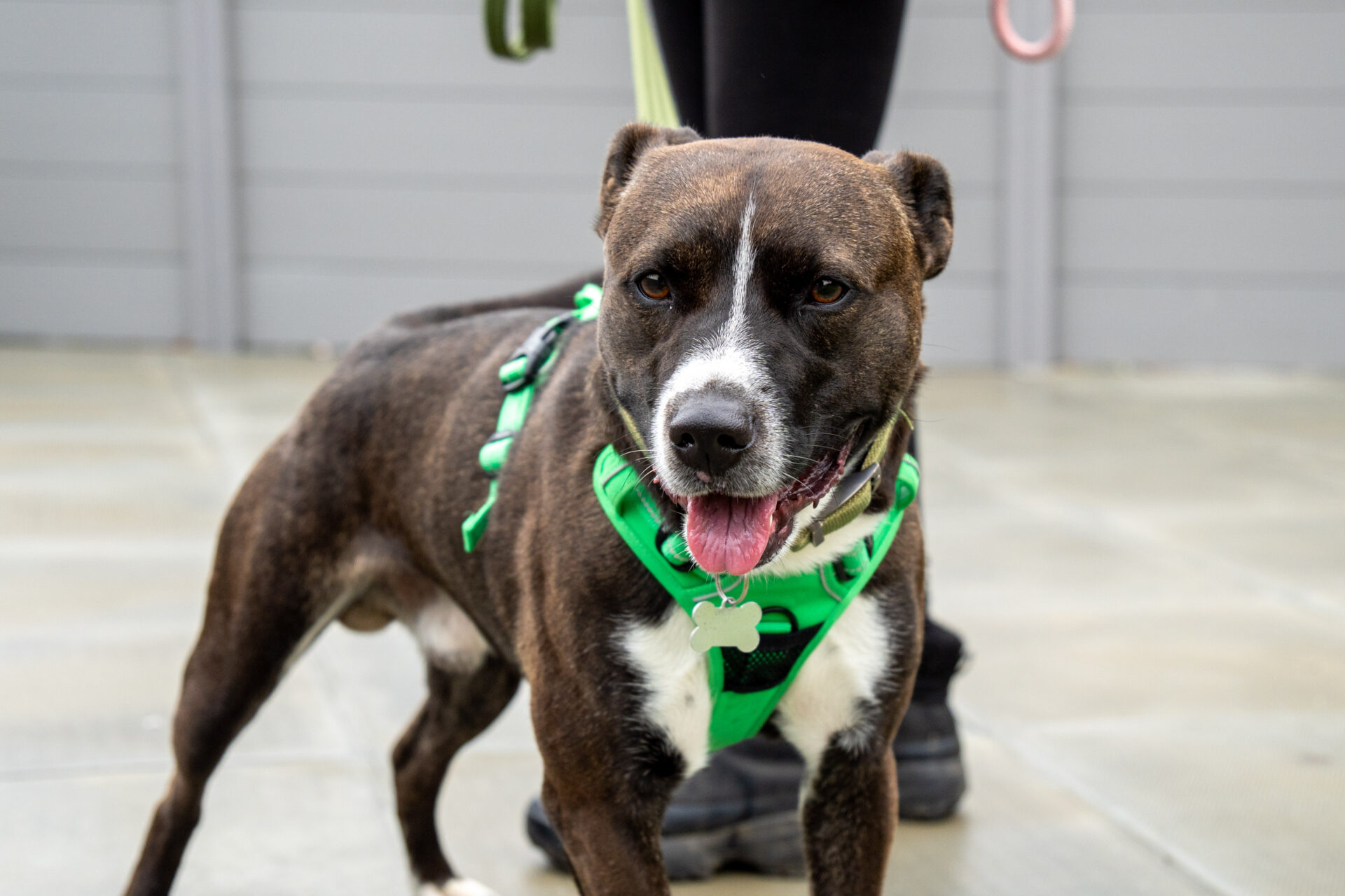 A brown and white Staffordshire Bull Terrier cross wearing a green harness stands on a paved surface, looking at the camera with its tongue out. A person’s legs are visible behind the dog.