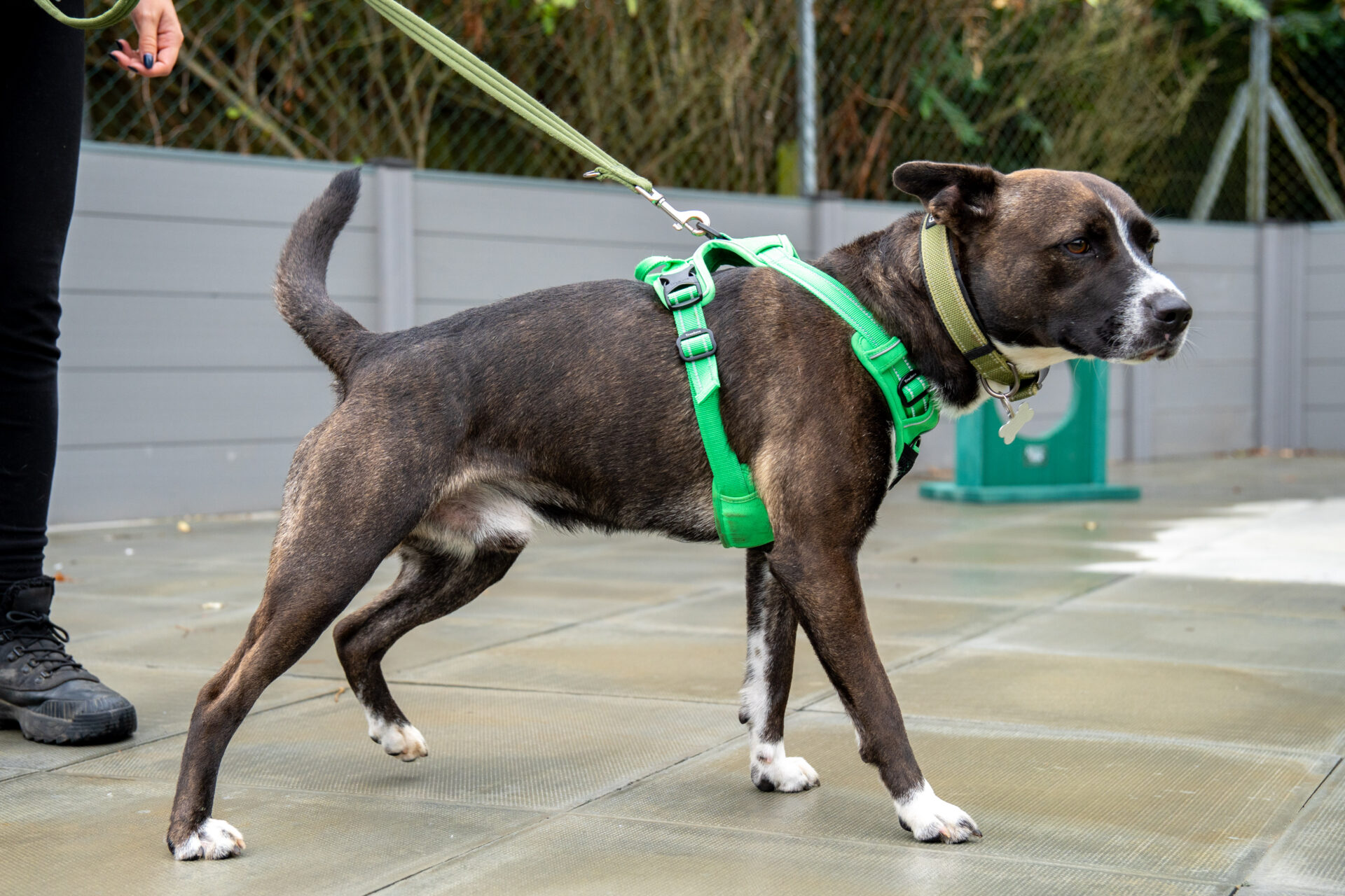 A brown and white dog wearing a green harness stands on a lead, looking alert on a paved surface. A person holds the lead, and there is a fence and greenery in the background.