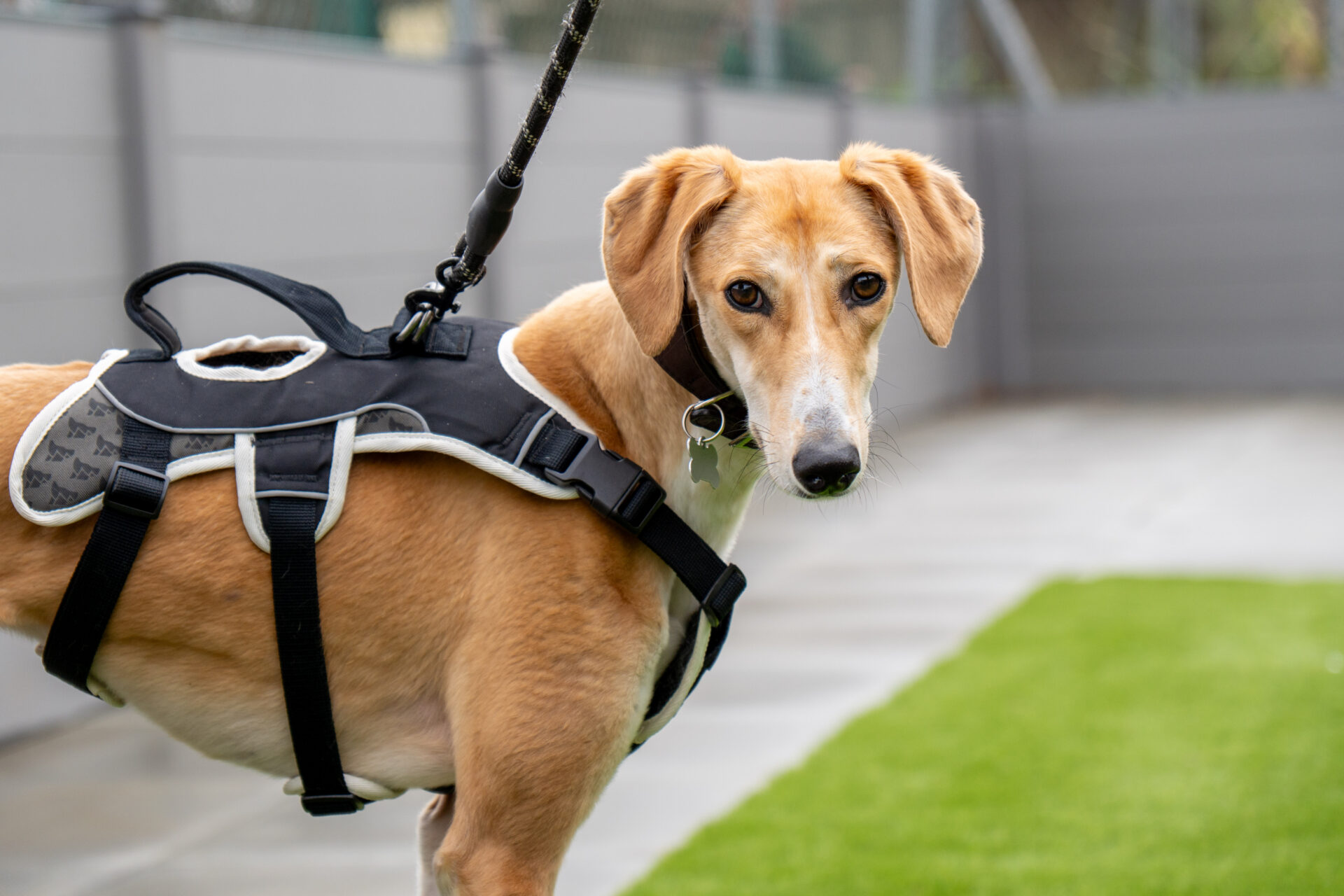 A tan and white Lurcher dog with a black harness stands on a lead outdoors, looking towards the camera. The background shows a fenced garden with green artificial grass and grey paving, giving the scene a touch of charm reminiscent of a Tiramisu dog's sweet personality.