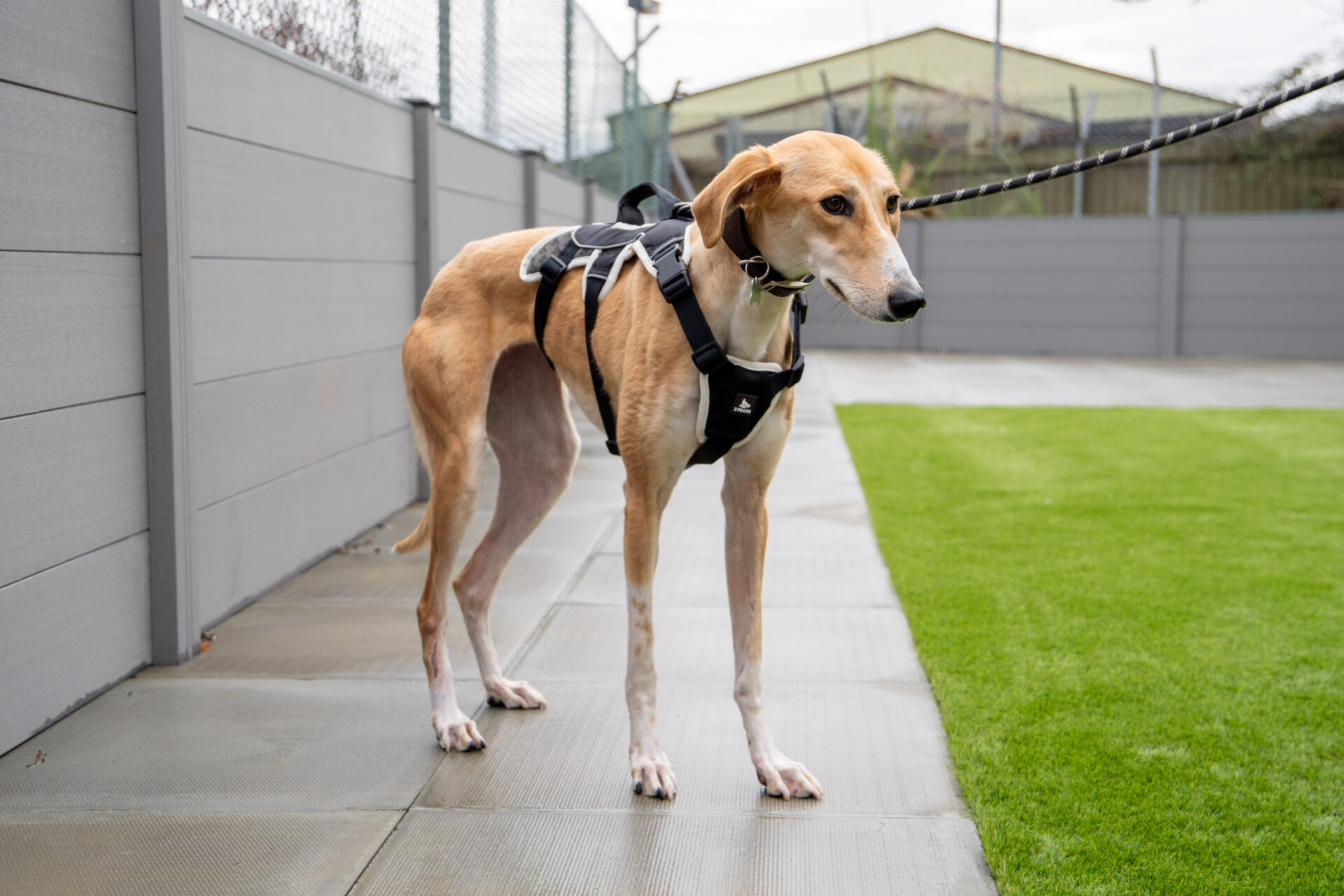 A tan greyhound-Lurcher cross wearing a black harness stands on wet pavement next to a patch of artificial grass, held on a lead, with a grey fence in the background.
