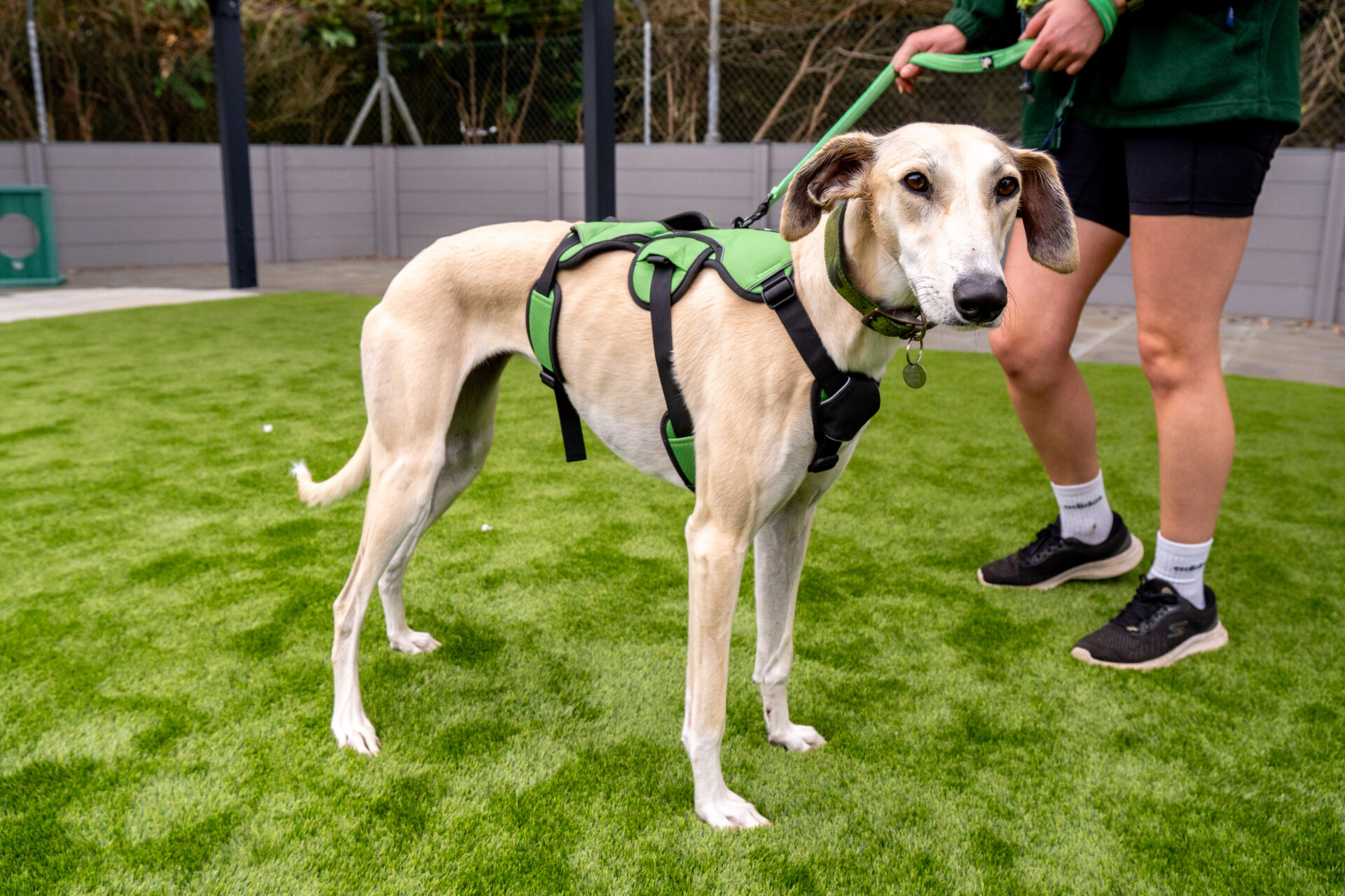 A slender lurcher with a tan coat and green harness stands on artificial grass, while a person in shorts and trainers holds its lead nearby.