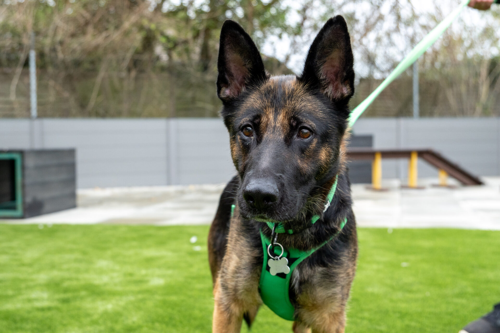A German Shepherd wearing a green harness stands on artificial grass outside, looking at the camera. A lead is attached to its harness, and there are fences and agility equipment in the background.