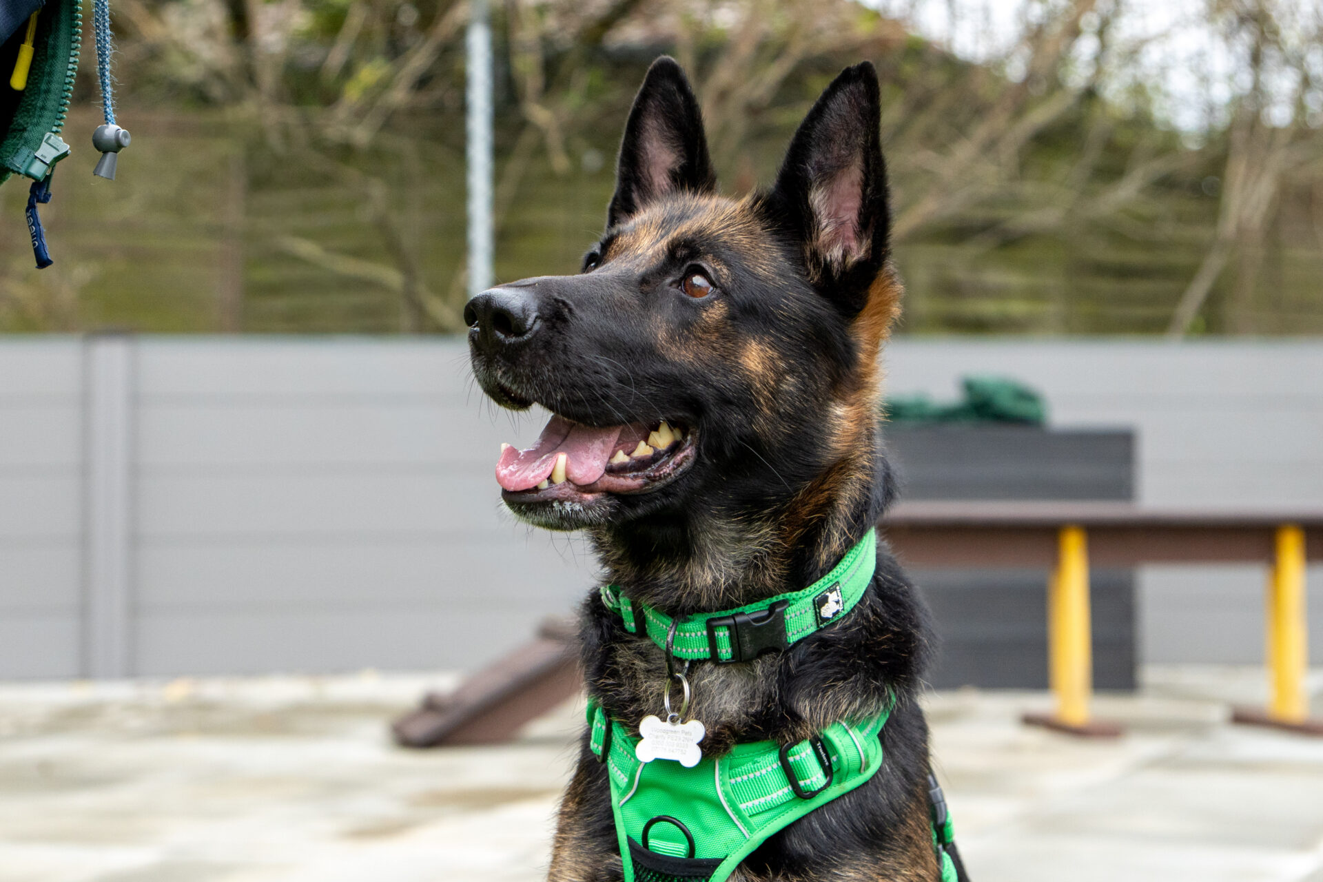A German Shepherd wearing a green harness sits outdoors on a patio, looking up with its mouth open. There is a grey fence, some benches, and trees in the blurred background.
