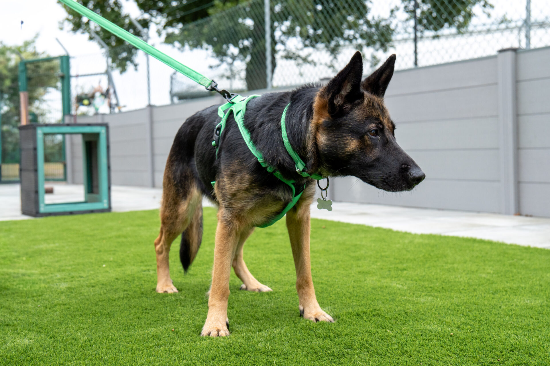 A German Shepherd dog wearing a green harness stands on artificial grass, looking to the right. There is a fence and a small structure in the background.