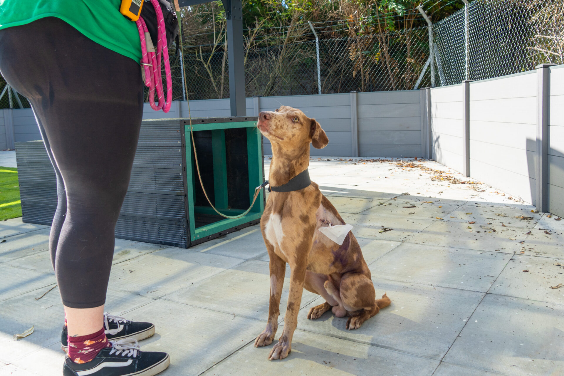 A brown and white dog with a bandage on its side sits and looks up at a person in black leggings, a green shirt, and trainers, holding a pink lead outdoors near a fence.