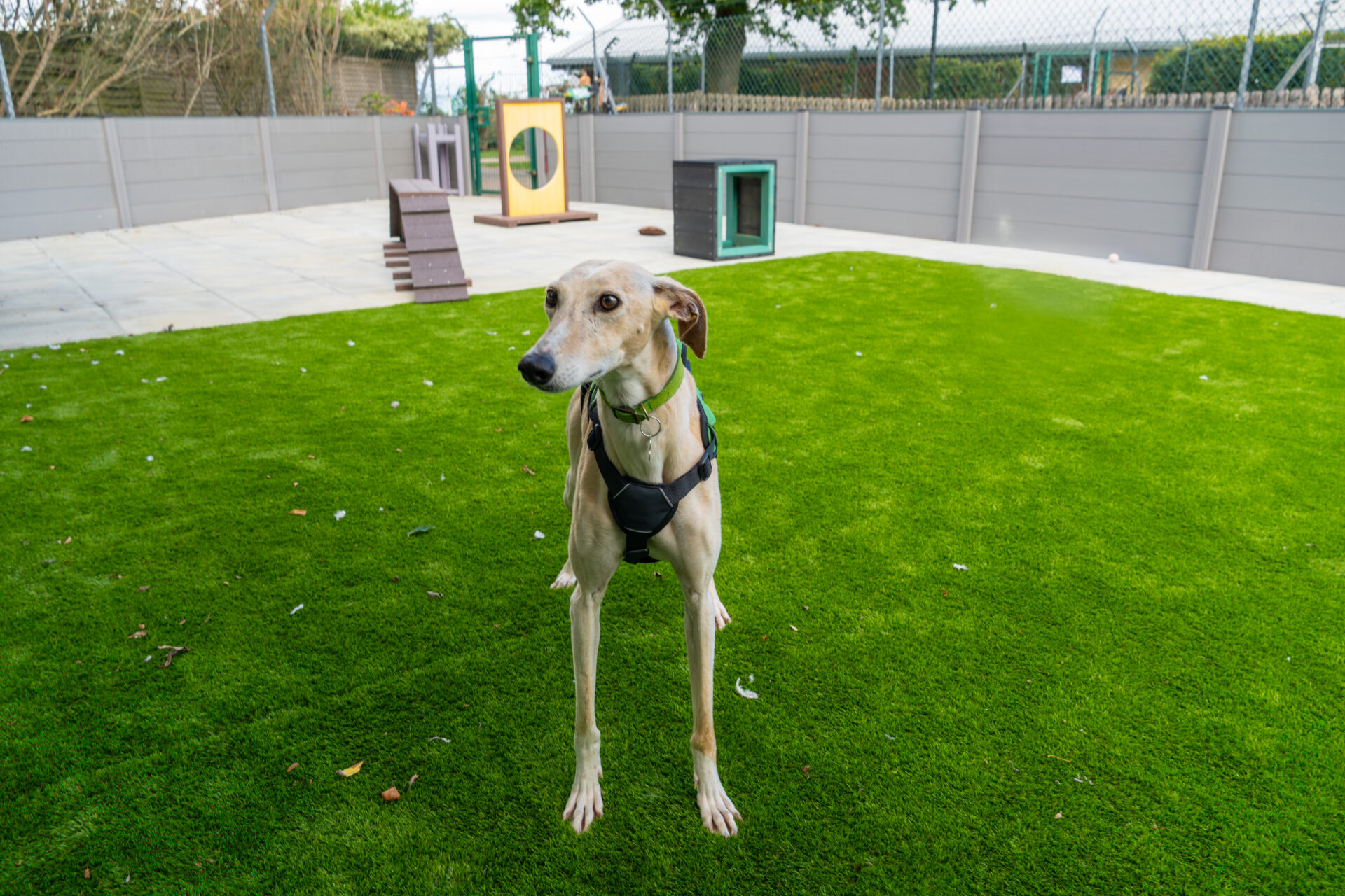 A slender tan and white dog wearing a harness stands on bright green artificial grass in a fenced outdoor area with kennels in the background.