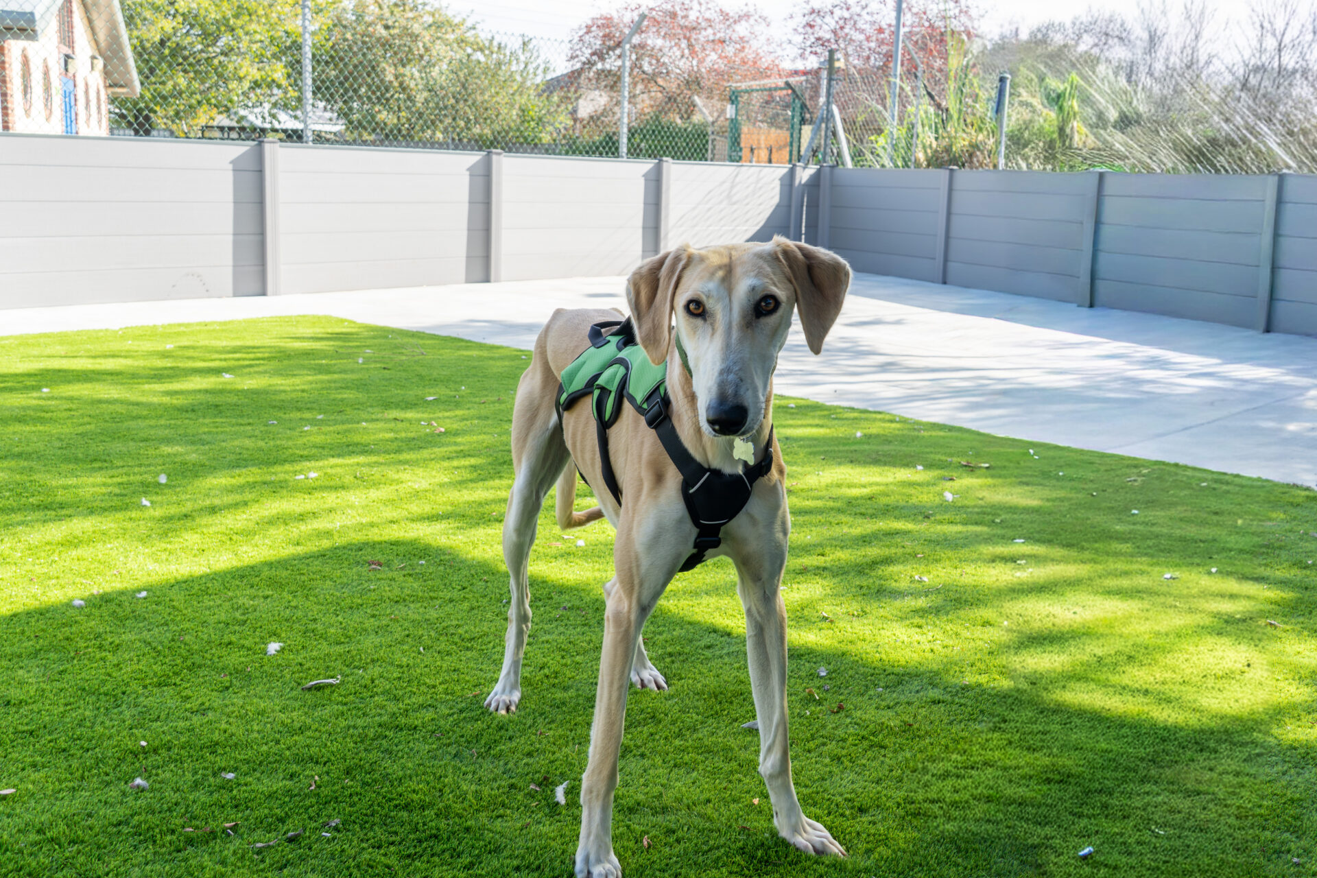 A tan dog wearing a green and black harness stands on green grass in a sunny, fenced garden with trees and a house visible in the background.