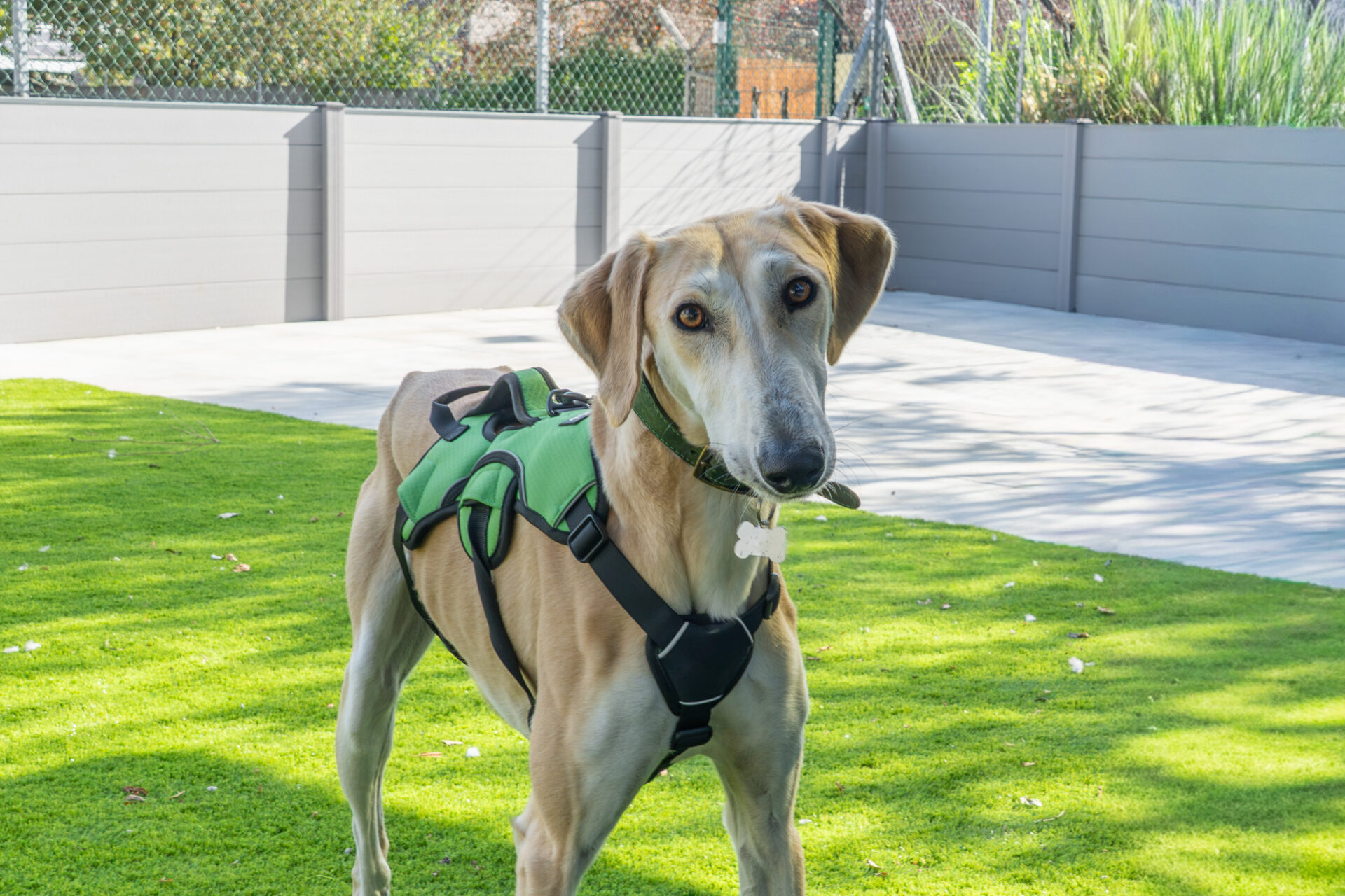 A tan dog wearing a green harness stands on bright green grass in a fenced outdoor area, looking towards the camera with its head slightly tilted.
