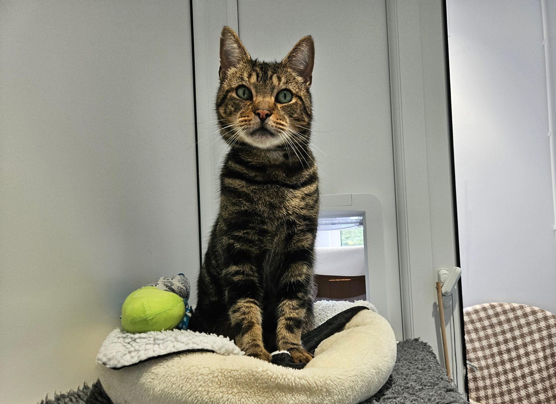 A tabby cat sits upright in a small bed with a green toy, indoors near a white door.