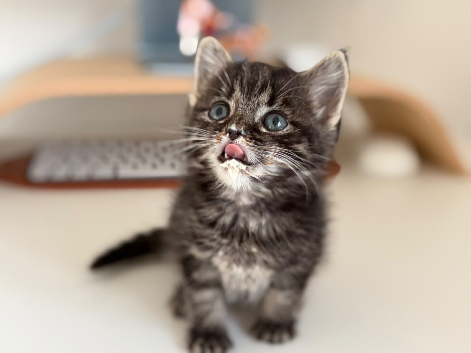 A small grey tabby kitten sits on a desk, looking up with its tongue sticking out. The background is blurred, showing a keyboard and some objects.