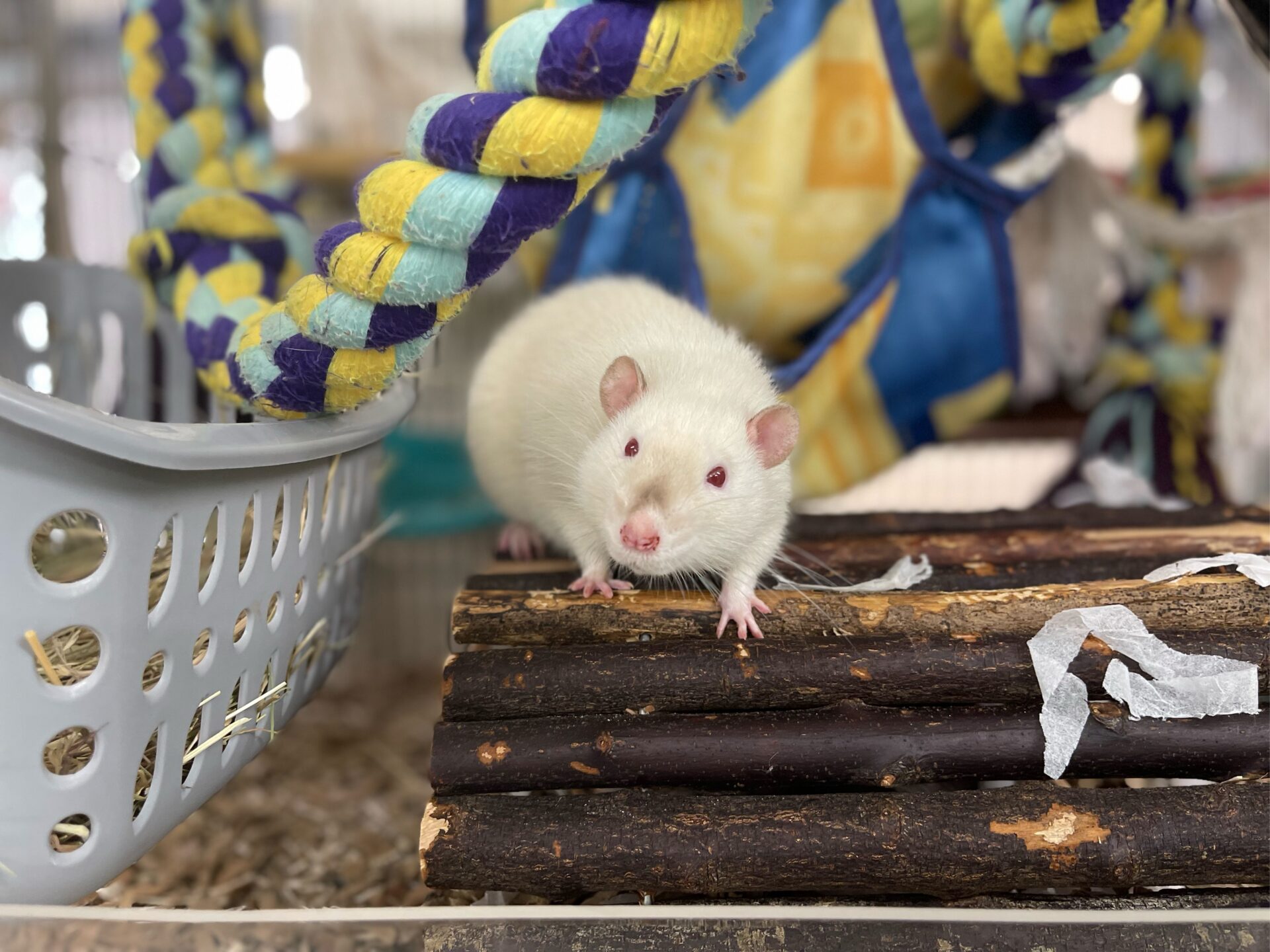 A white rat with pink eyes stands on wooden sticks in a cage, with colourful rope toys and a grey basket nearby. Shredded paper and bedding cover the cage floor.