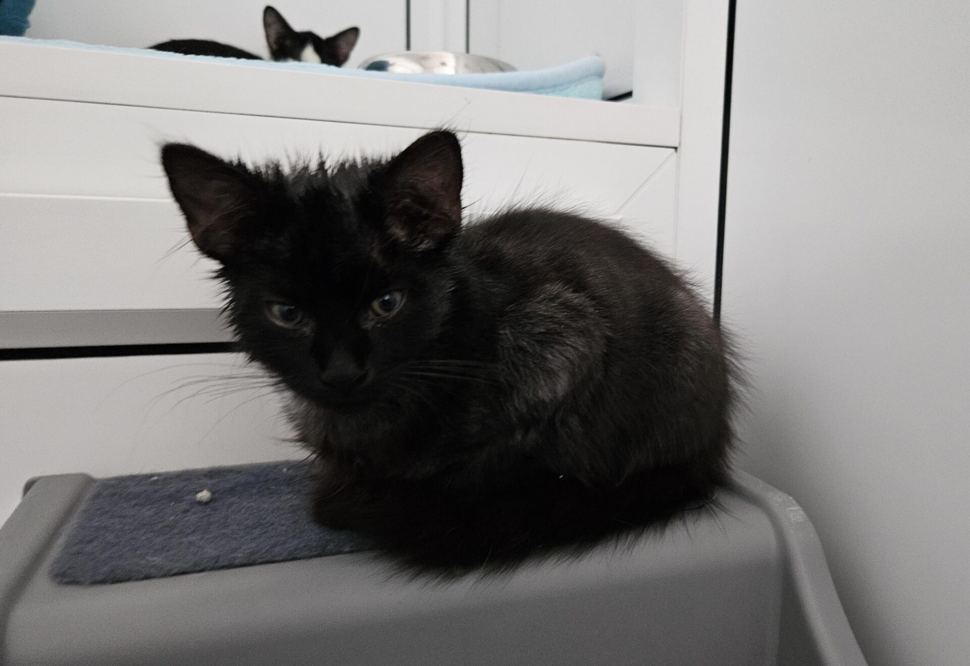 A fluffy black kitten sits on a grey surface, looking towards the camera. Another cat is partially visible in the background, lying on a white shelf with a blue blanket.