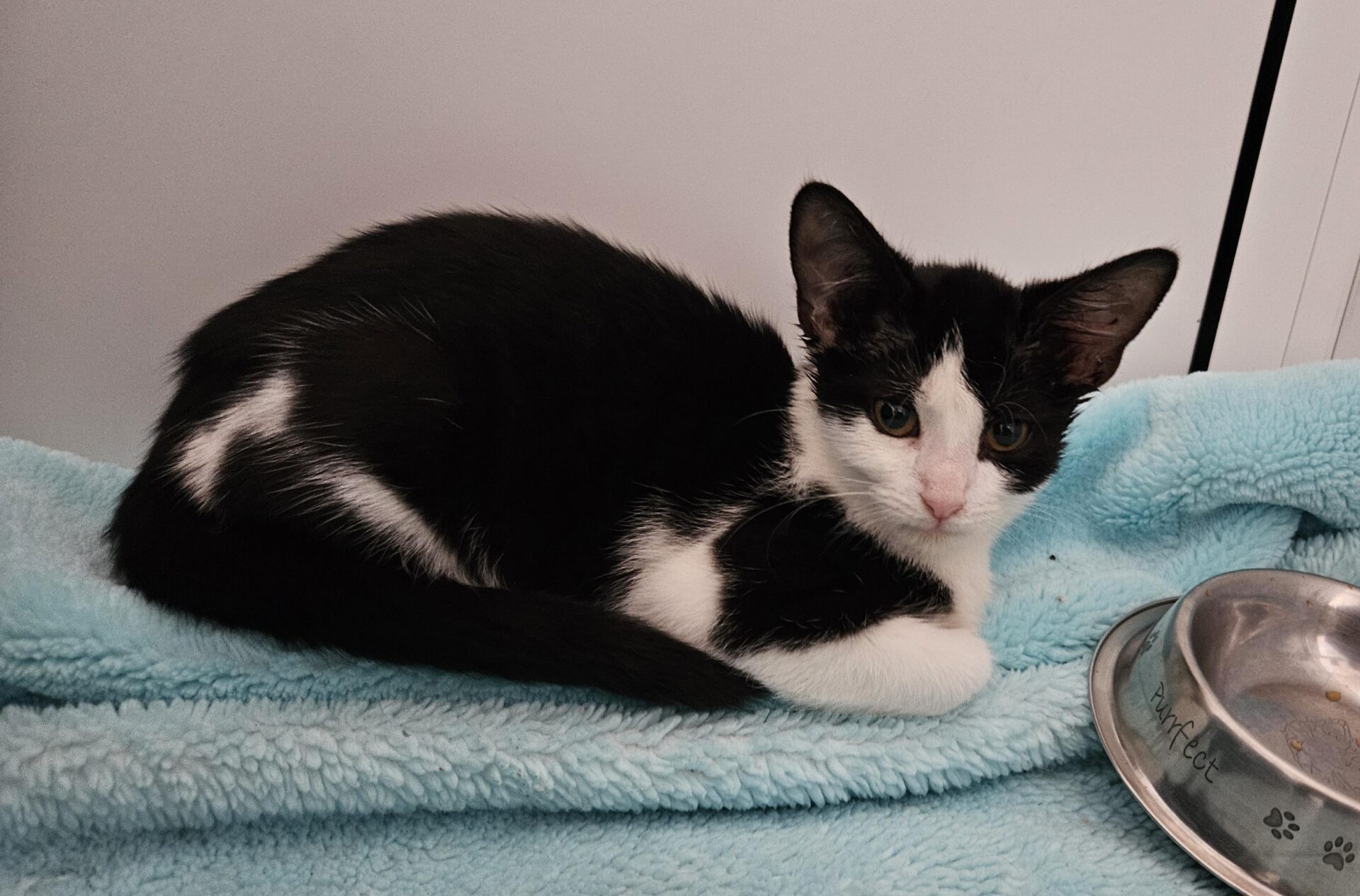 A black and white kitten lies on a light blue blanket next to a metal food bowl. The kitten looks towards the camera with wide eyes.
