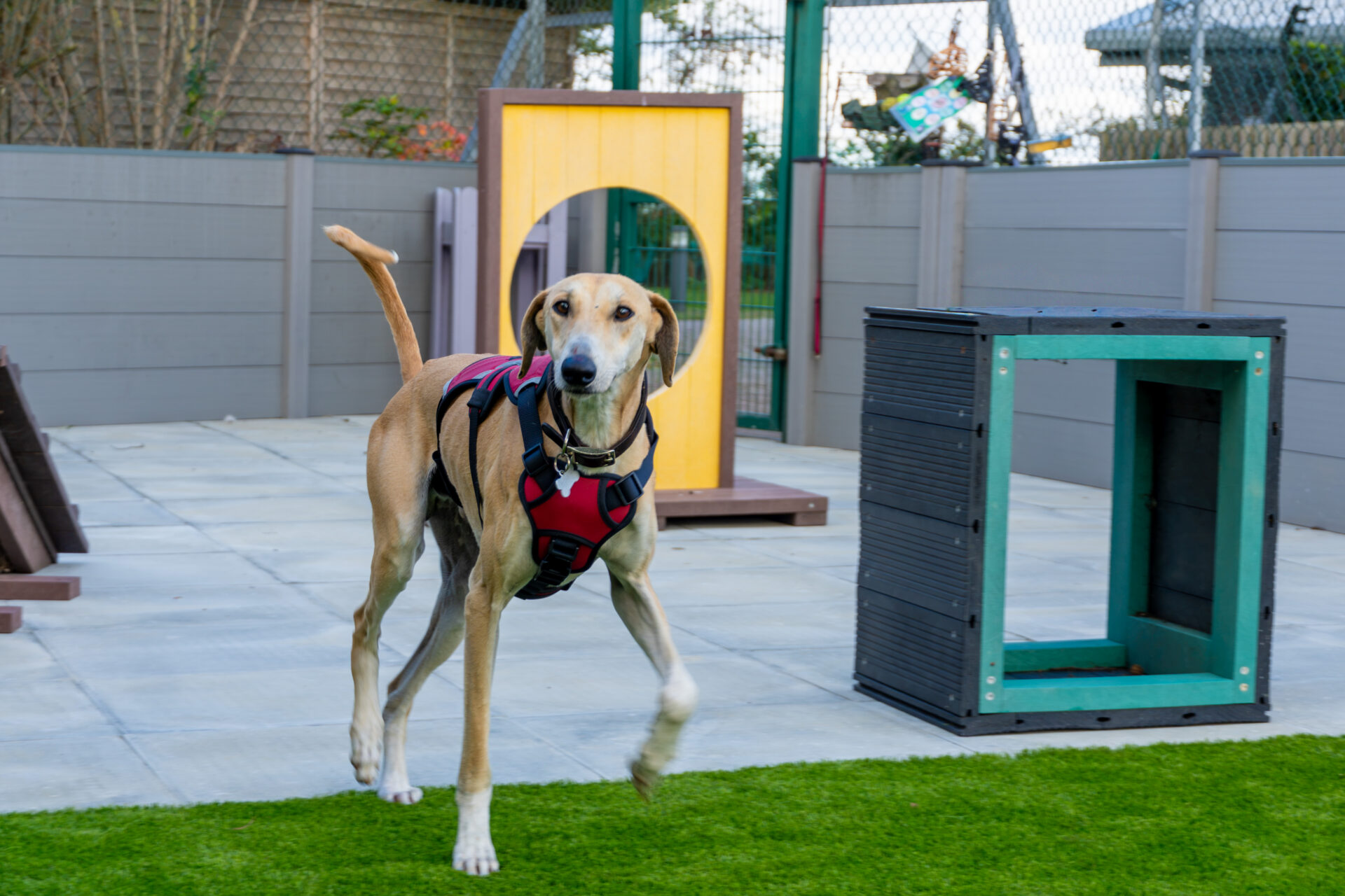 A tan dog wearing a red harness walks on artificial grass in a fenced outdoor area with agility equipment and obstacles in the background.