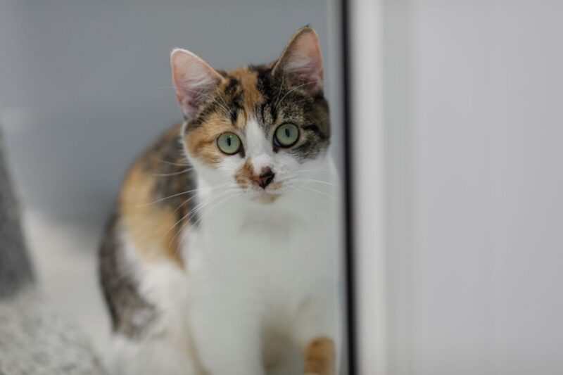 A tortoiseshell cat with green eyes sits indoors, looking directly at the camera. The background is blurred, and a glass surface partially obscures the right side of the image.