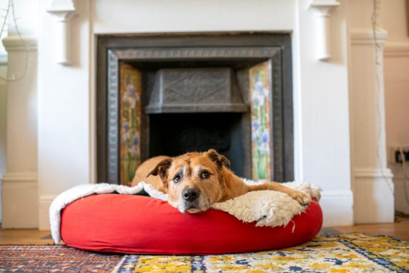 A brown dog with pointy ears lies on a red pet bed with a white blanket, resting its head and looking forward in front of a fireplace. The room has a colourful rug and light walls.