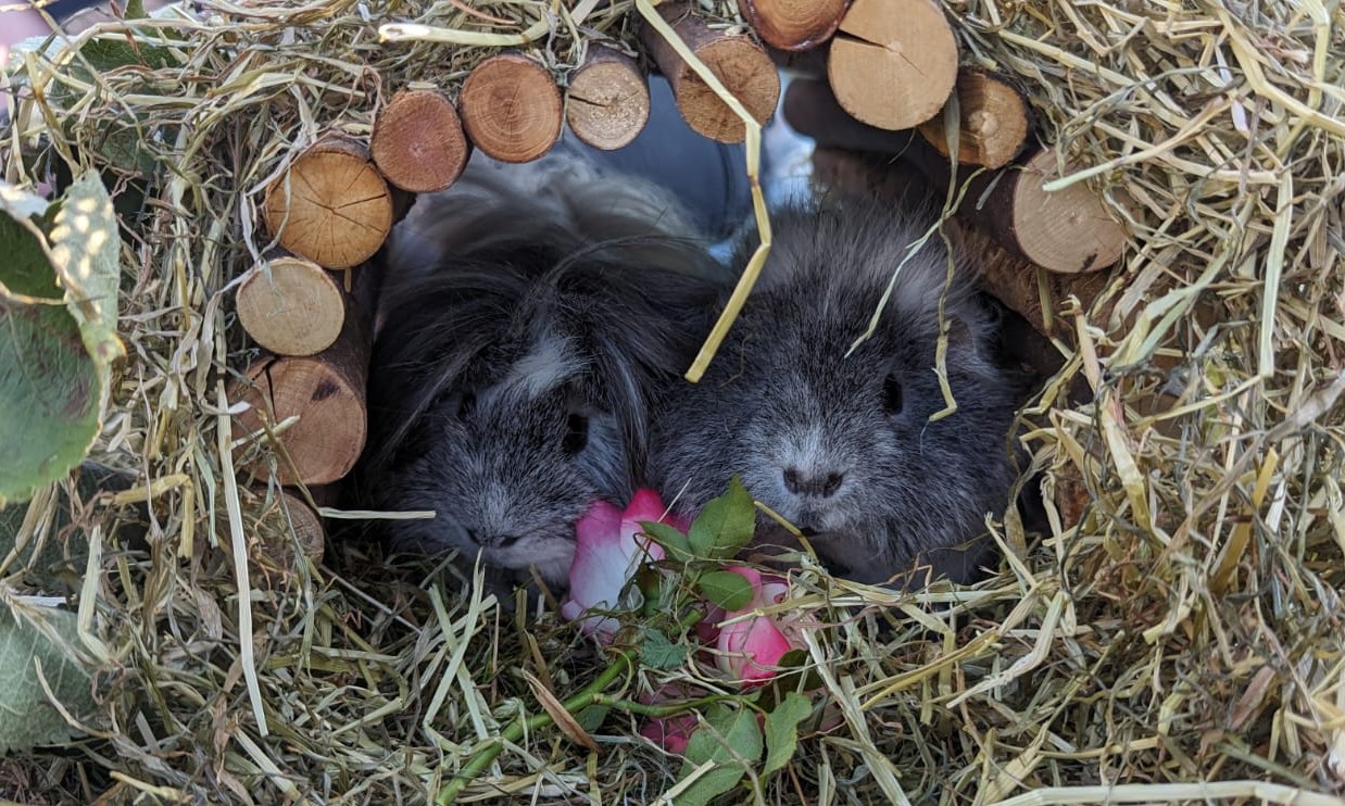 Two guinea pigs sit inside a tunnel made of hay and wooden sticks, surrounded by dry grass. Both appear to be nibbling on leafy greens and pink petals at the entrance of the tunnel.