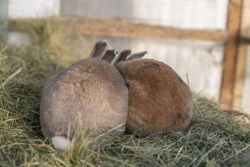 Two rabbits sit close together on a bed of hay, facing away from the camera, with only their backs and ears visible in a cosy, indoor setting.
