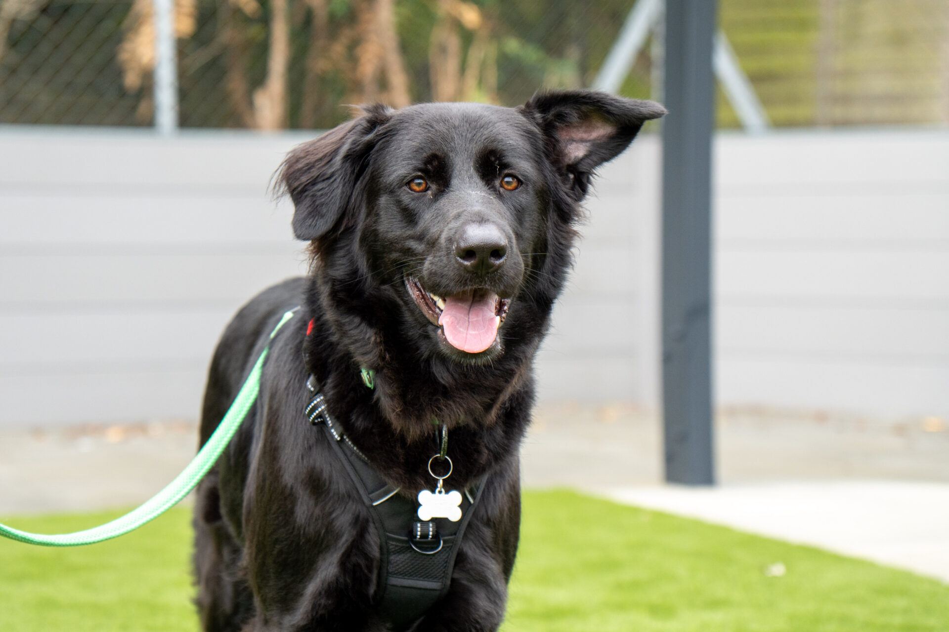 A black dog with a green lead and harness stands on grass, looking at the camera with its tongue out. One ear is perked up while the other flops down. A fence and some plants are in the background.